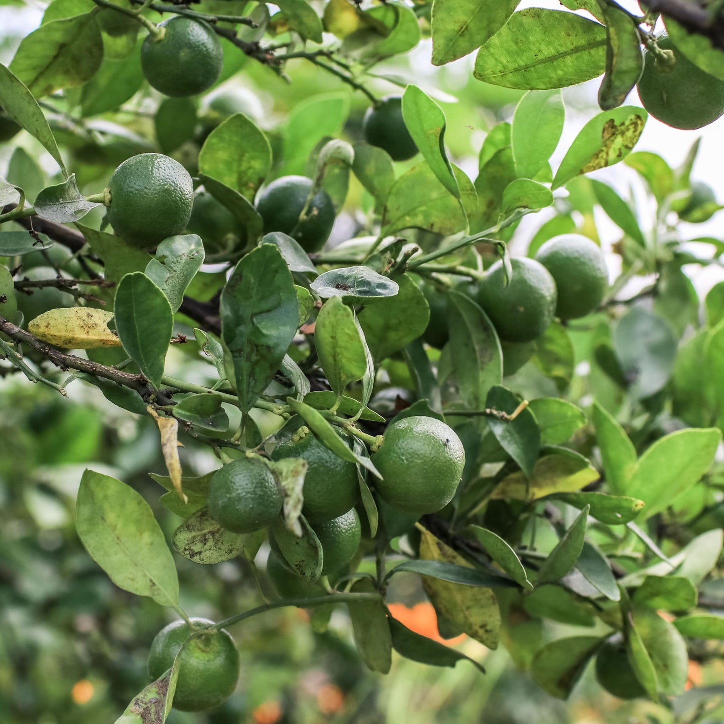 1 Live Citrus Plant, 16 to 24 inches Tall, 1 Gallon Pot, Fragant Smell with Blooming Flowers or Fruits - Cannot Ship to CA, TX, AZ, LA, HI (Calamondin)