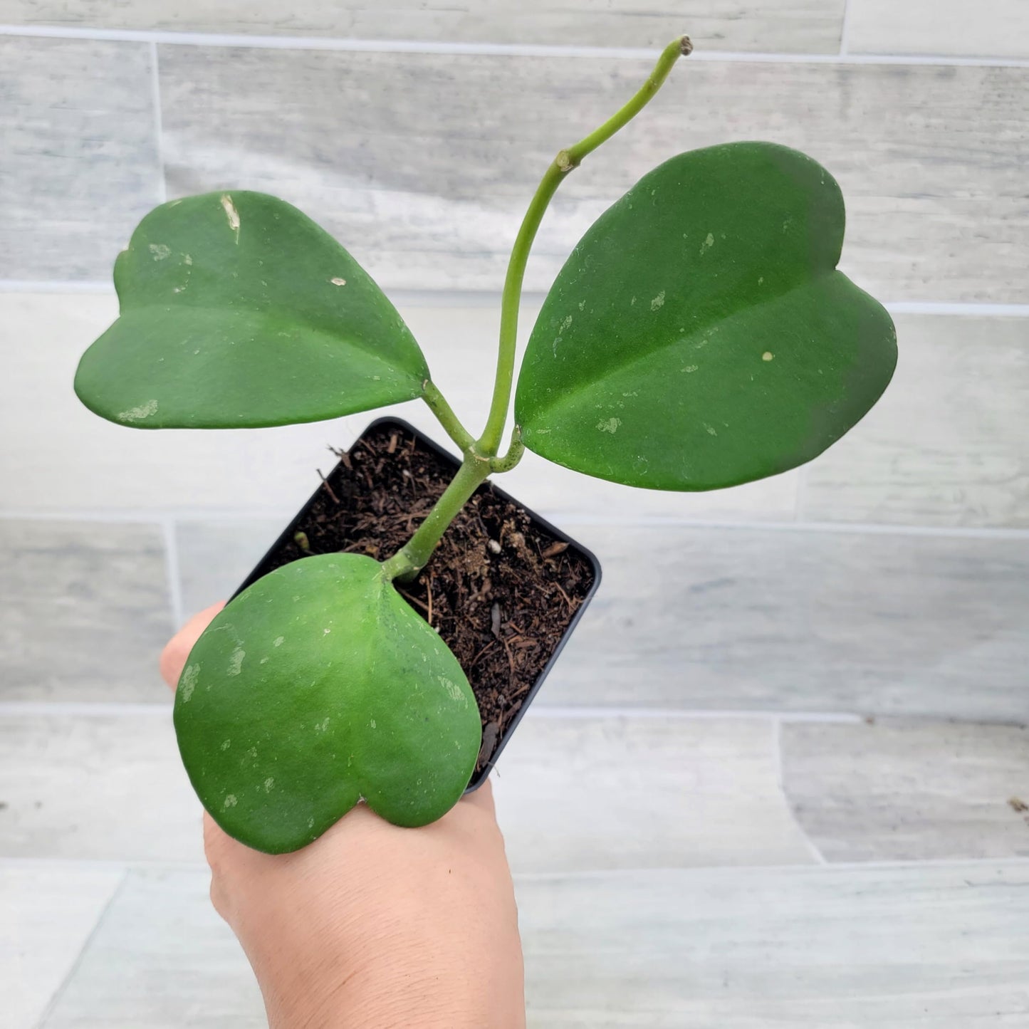 Hoya kerrii – Sweetheart Hoya (Valentine Hoya) | 4″ Fully Rooted Live Indoor Houseplant | Rare Heart-Shaped Leaf Wax Plant | Easy-Care Succulent Gift Plant for Home or Office