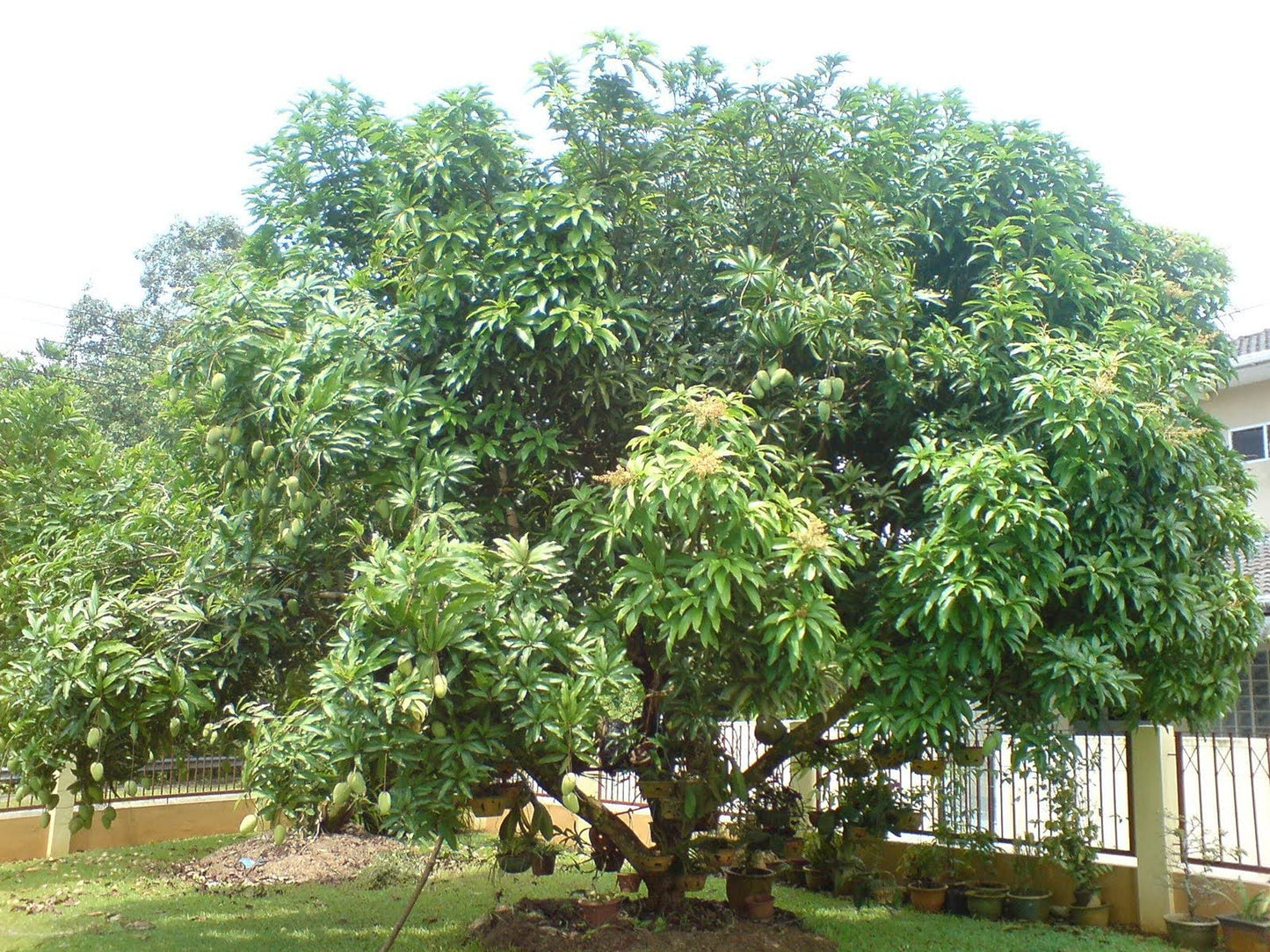 Mango Tree - Live Fruit Tree in a 3 Gallon Pot - Mangifera Indica 'Phillipine' - Tropical Edible Fruit Bearing Tree