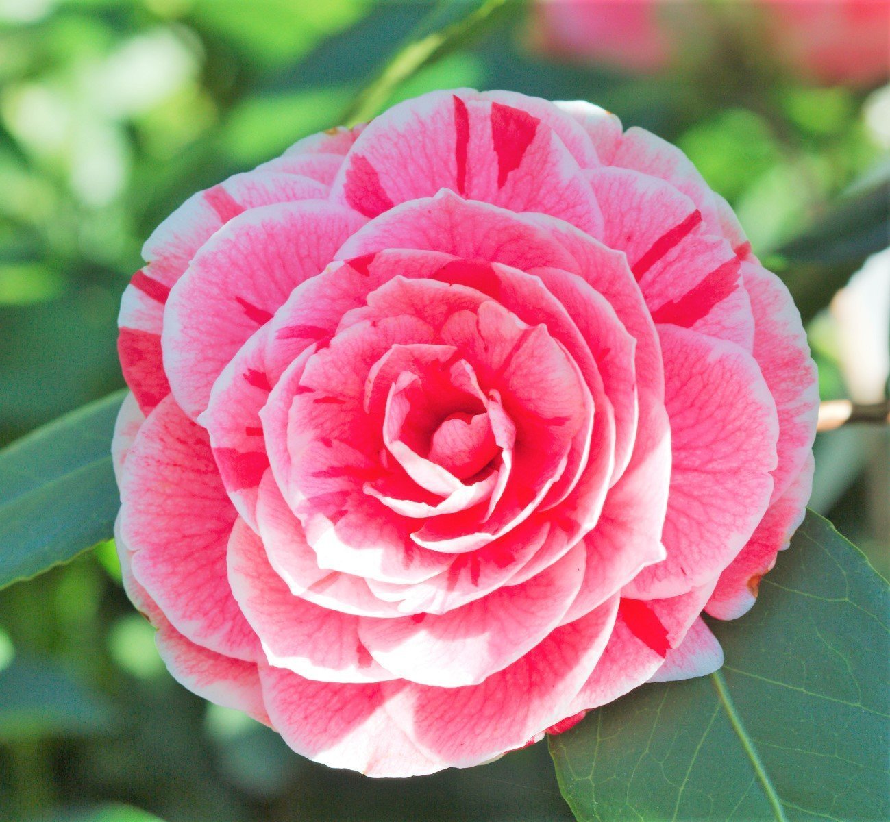 (1) - Dad's Pink Camellia Japonica - Starter Plant (4L) (1 Live Plant)