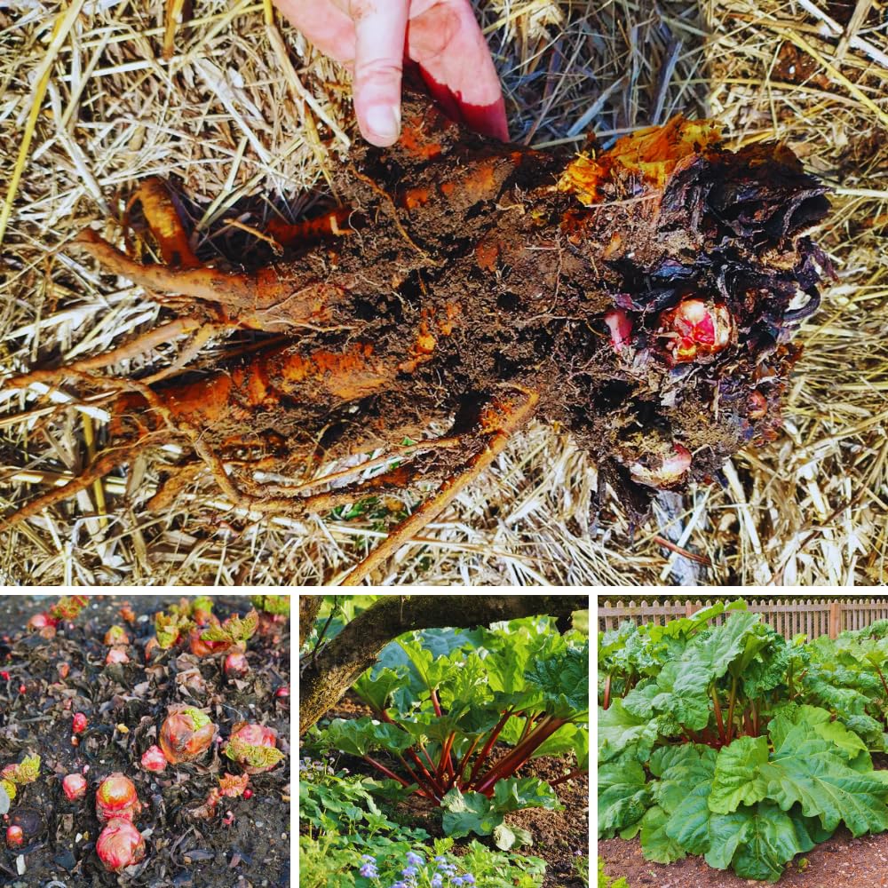 Pack 5 Rhubarb Plants Roots for Planting, Large Rhubarb Plants Live Root for Planting Outside, 4 to 6 Inc Tall, Perennial Vegetable Plant for Backyard Gardens, Large Roots