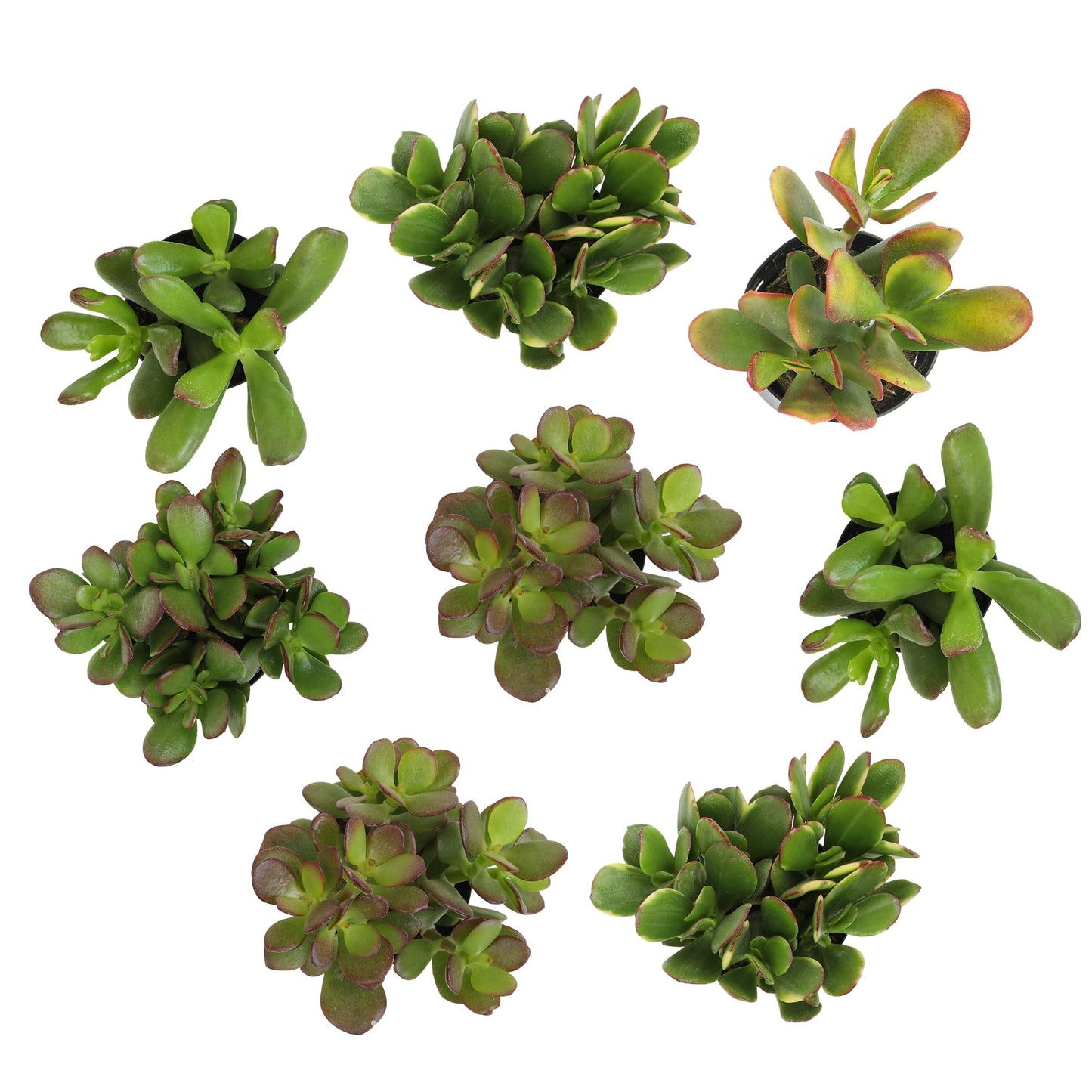 Altman Plants Live Jade Plant Collection (8PK), Classic Jade Plants in 2.5" Pots, Mini Succulents, Sunset Jade, Live Succulents, Crassula Ovata, Variegated Live Plants & House Plants in Succulent Soil