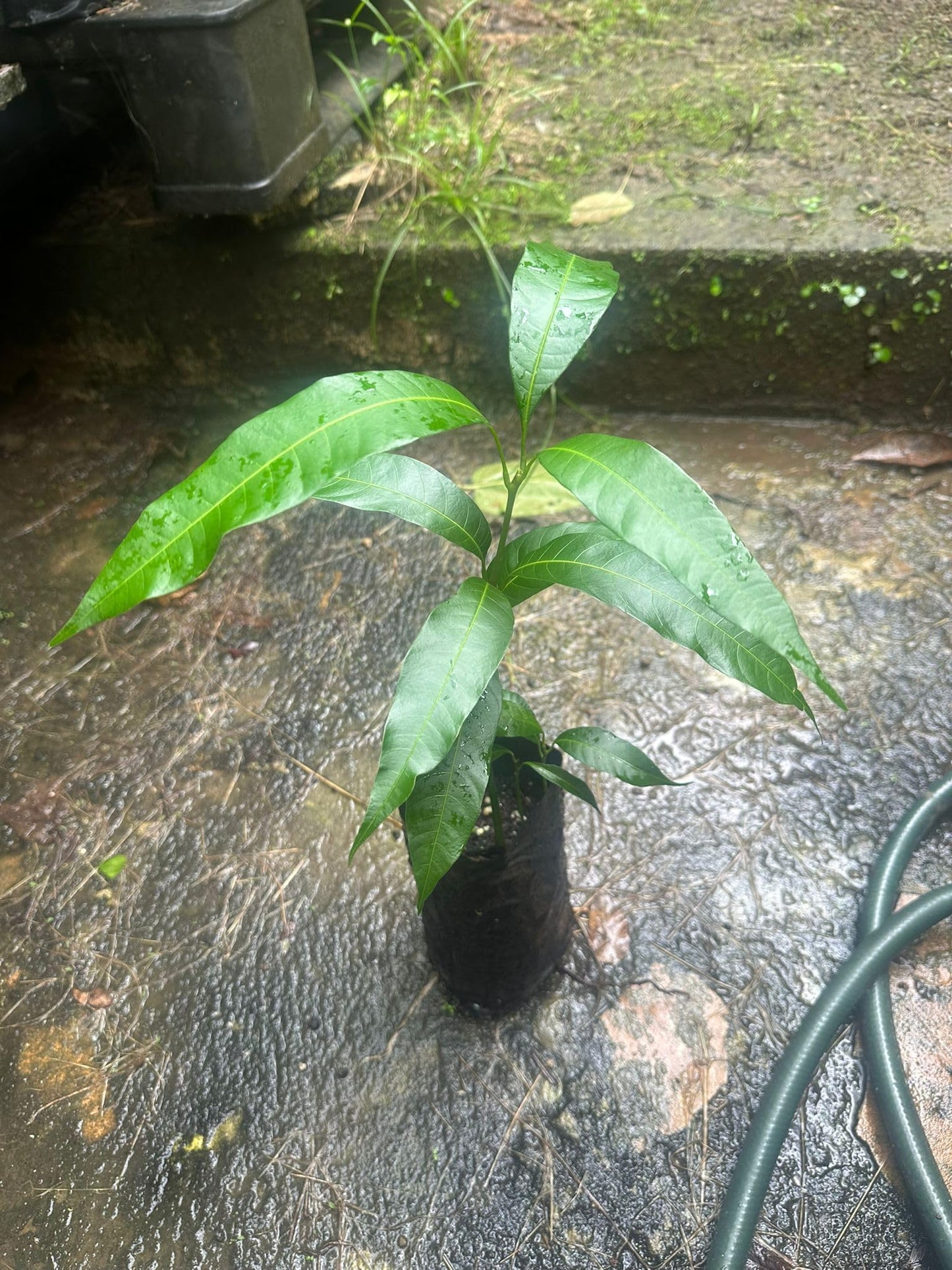 Palmer Mango Tree – 8–12 in Live Tropical Fruit Tree Seedling (Mangifera Indica) | Naturally Grown from Seed | Sweet, Low-Fiber Mango Variety | Fast-Growing Live Plant for Home Garden or Patio