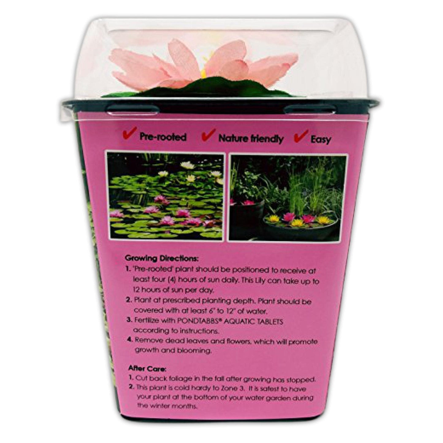 Chalily Water Lily Aquatic Plants Live Lilies Real Small or Big Pond Plant Lilly Ponds Cold Hardy Pads Grow waterlillies Flowering rhizomes Outdoor lilys Waterlily Lillies pre Grown lillys pad Pink