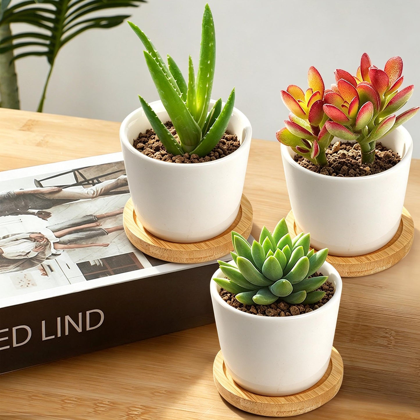 Tosnail 12 Pack Small Succulent Pots with 12 Bamboo Trays, 2.5 Inch Round White Ceramic Mini Plant Pots, Tiny Succulent Planters, Cactus, Flower, Air Plant Containers, Modern Home and Office Decor