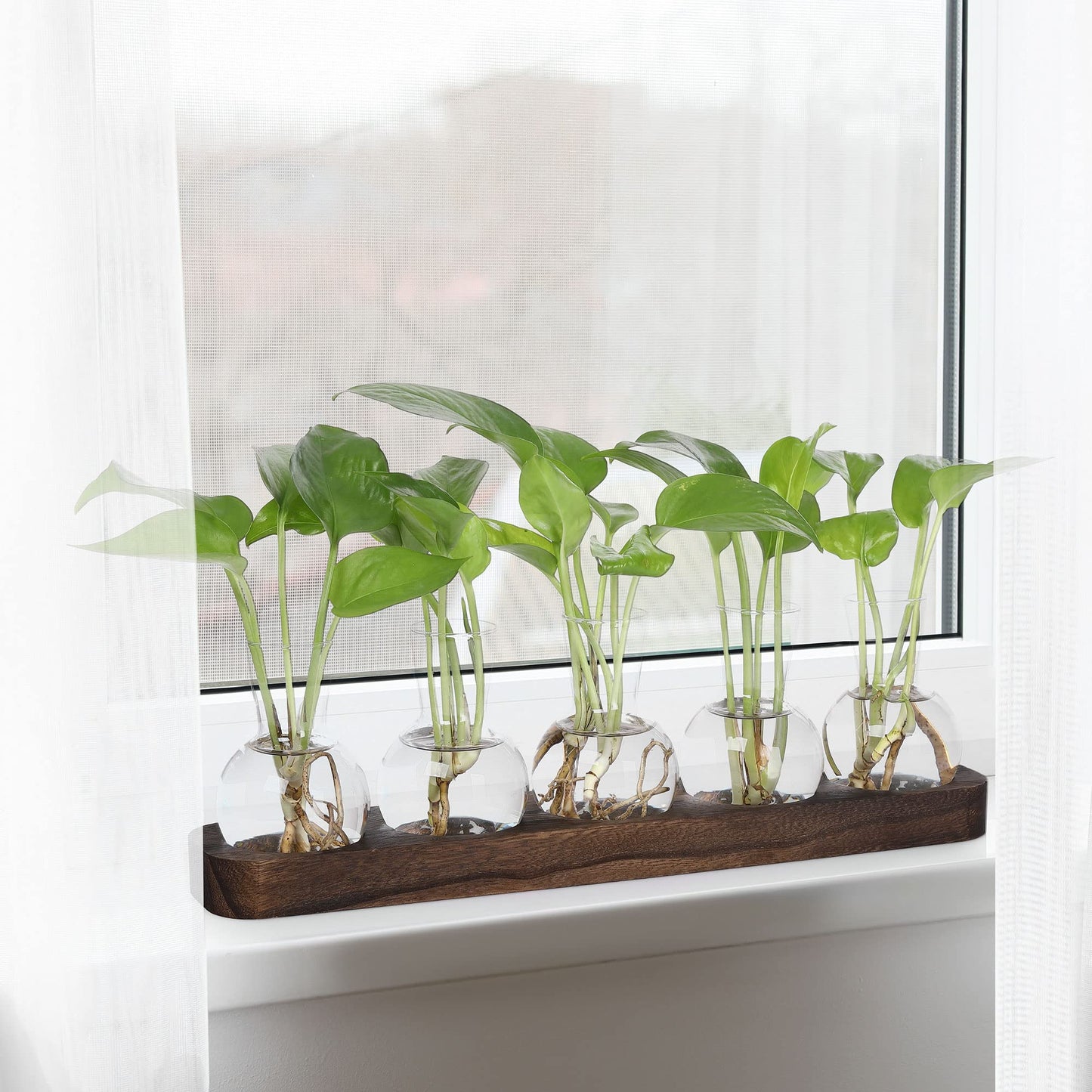 YIBOT Plant Propagation Stations,Glass Propagation Vases for Plants Terrarium with Wooden Tray Plant Lover Gifts for Propagating Hydroponic Plants Home Office Decor(5 Vase)
