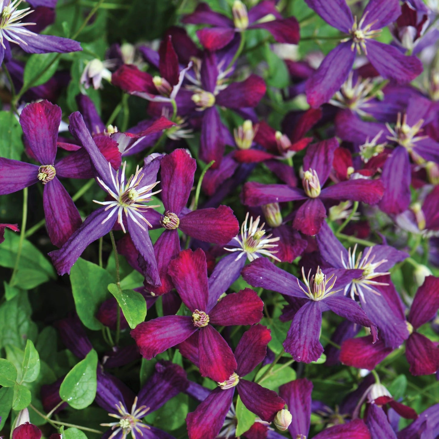 Proven Winners 'Sweet Summer Love' Clematis Live Plant, 4.5" Qt, 4 Pack
