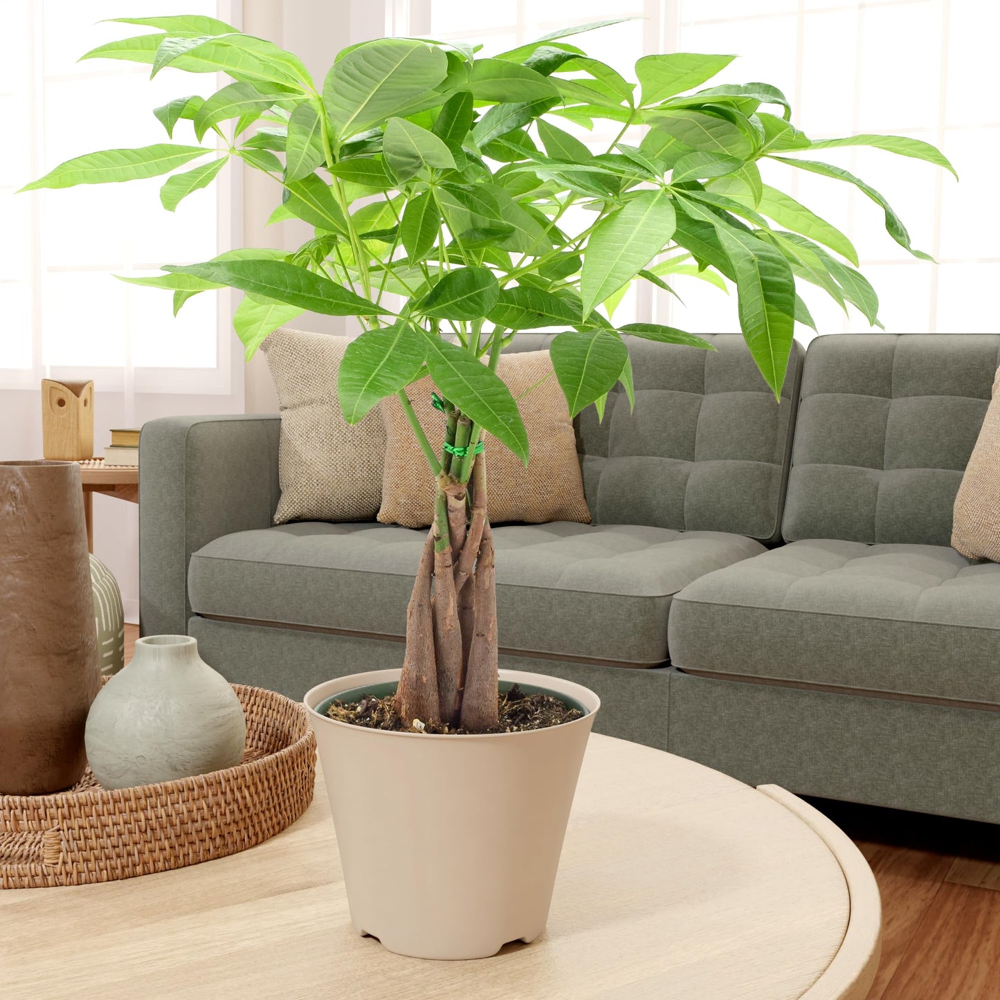 LV64 Live Braided Money Tree Pachira Aquatica Indoor Houseplant in Arcadia Garden Product's Branded Plastic Pot, Tropical Plant Collector Gift for Home and Garden Decor, 6-inch, Tan