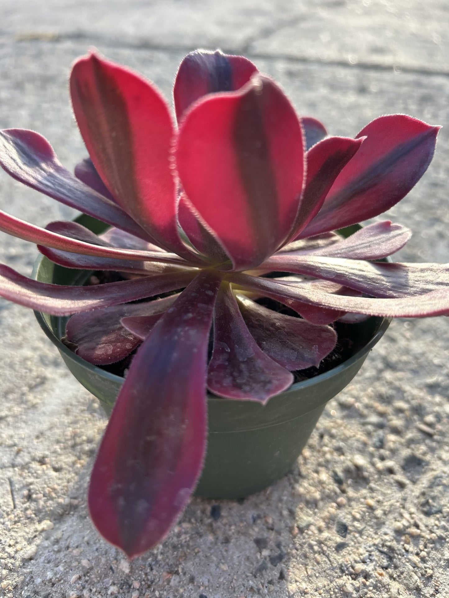Aeonium Medusa Live Succulent Plant, Fully Rooted in 4 Inch Pot with Soil, Deep Red and Purple Rosette, Indoor Outdoor Home Office Decorative Plant