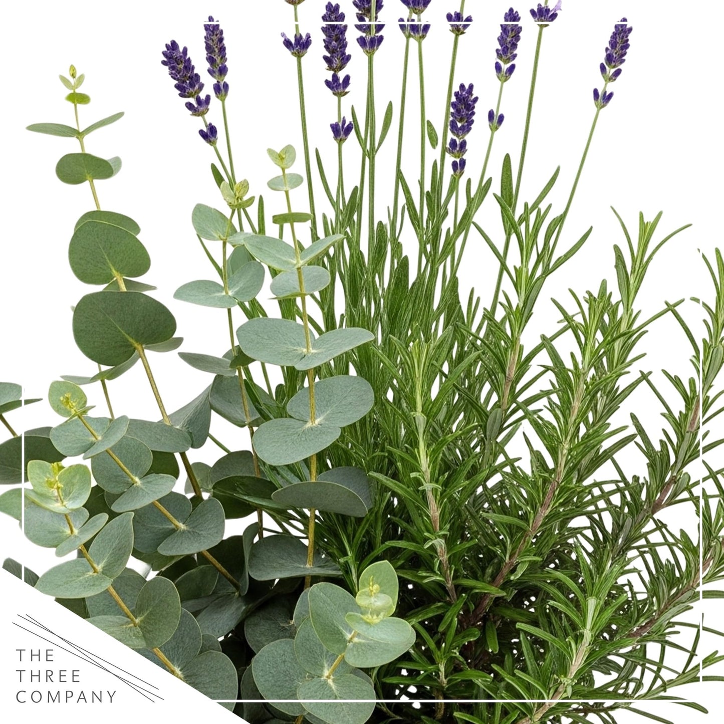 Live Aromatic and Healthy Herb Combo in Deco Cover - Air Purifier, Combo Includes Rosemary, Lavender, and Eucalyptus, 12" Tall by 6" Wide