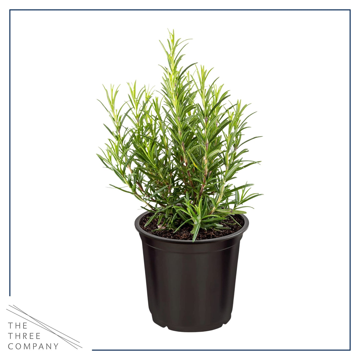 Live Aromatic and Edible Herbs - Assorted Varieties (4 Per Pack) - Lemon Verbena, Eucalyptus, Mint, Lavender - 6" Tall by 3" Wide in 1 Pint Pot