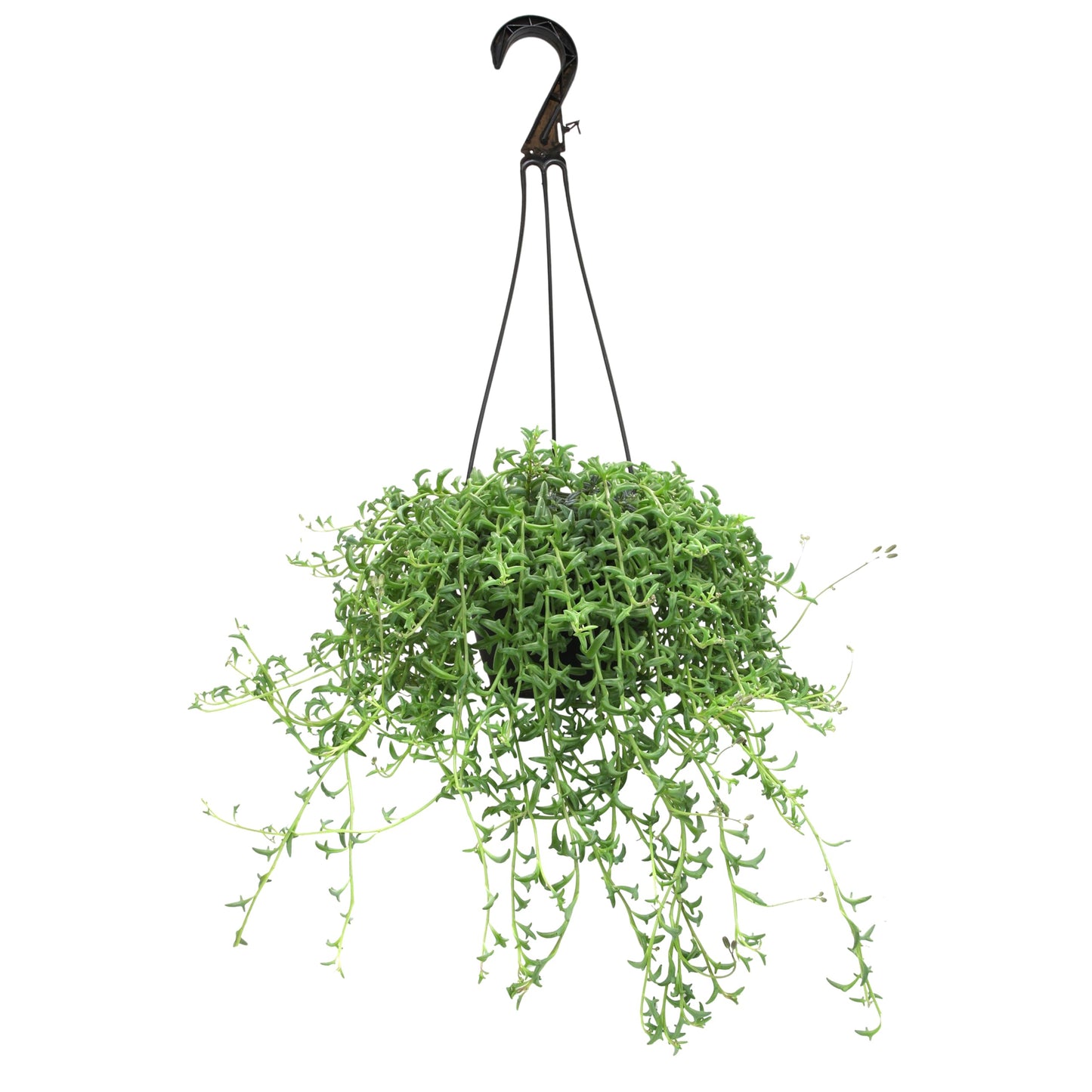 String of Dolphins Plant Live Succulents, Succulents Plants Live in Hanging Planter, Succulents Live Plants Indoor Plants Live Houseplants, Hanging Plants Live Succulent Plants Live by Plants for Pets