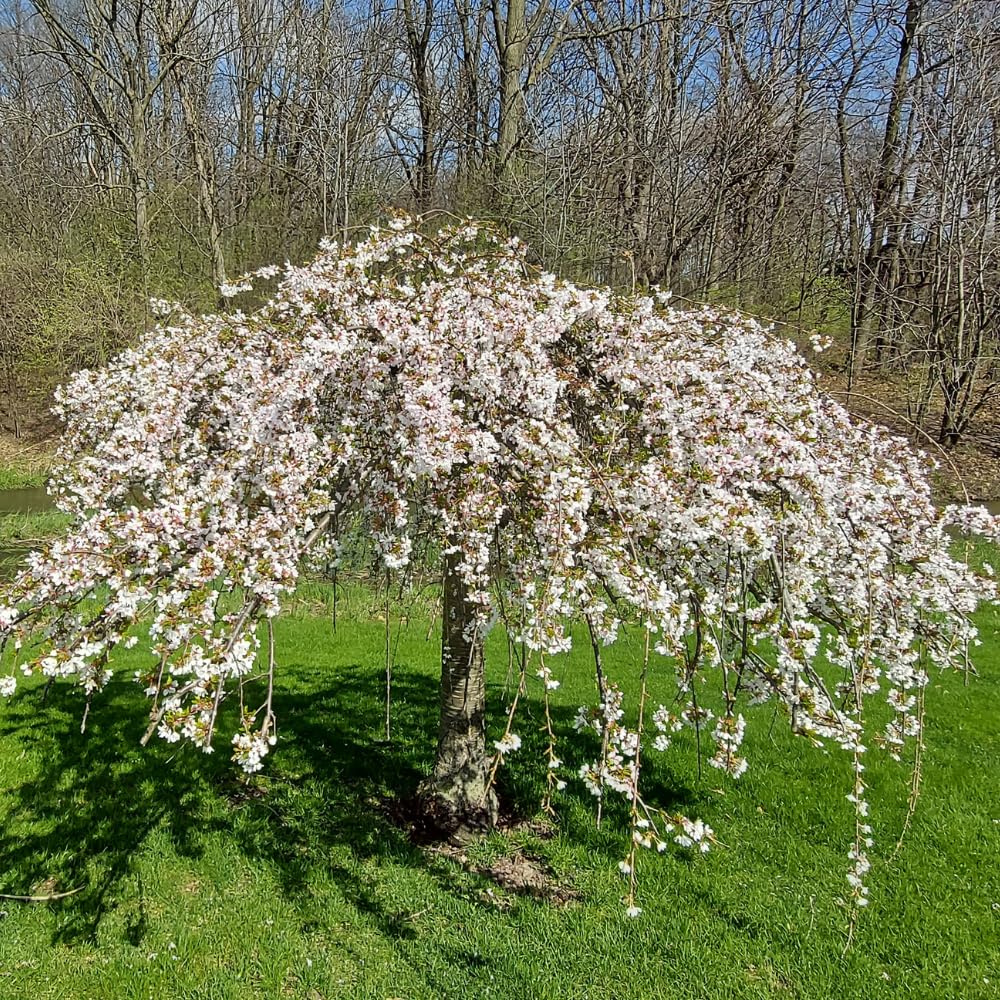 Weeping Cherry Blossom Tree Plant, 8 to 12 Inch Tall Dwarf Weeping Cherry Blossom Tree Plant, Live Cherry Blossom Plant in Pot, White Cherry Flower Plant