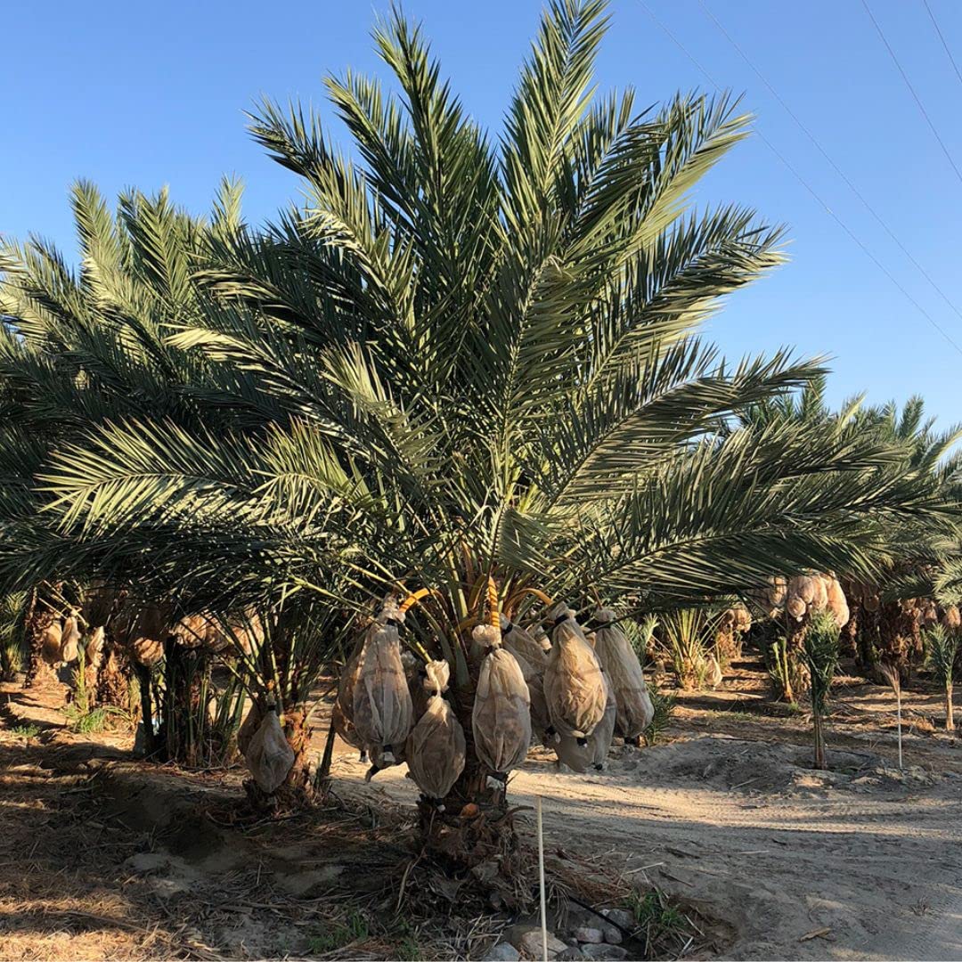 15 Medjool Date Palm Seeds, Pits, Phoenix dactylifera Large Fruit Mejhool Dates