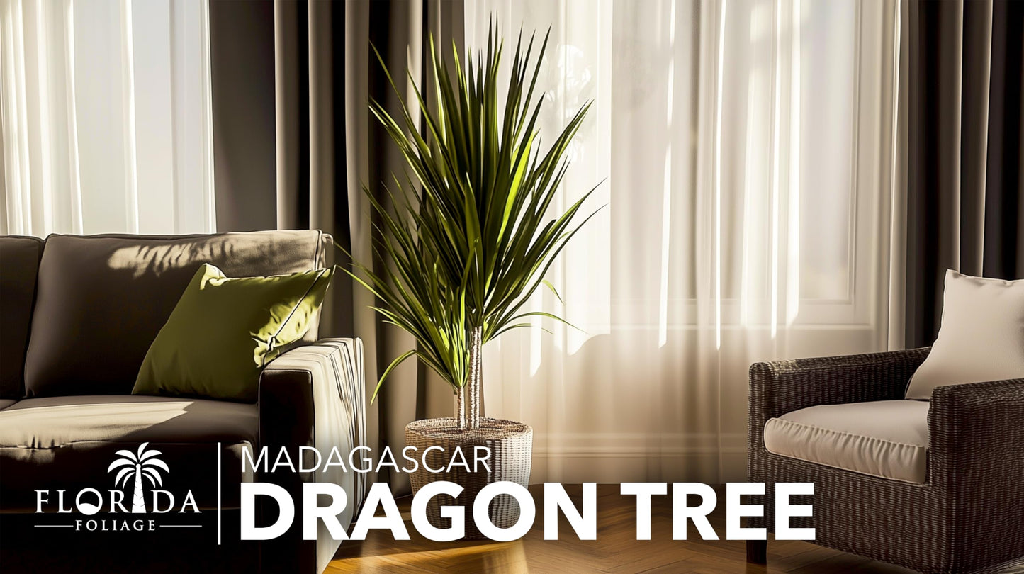 Madagascar Dragon Tree | 1 Extra Large Trade 3 Gallon Plant | Dracaena Marginata | Indoor Air Purifier, Low Maintenance, Tropical Foliage, Office and Home Decor, Easy Care, Live Houseplant