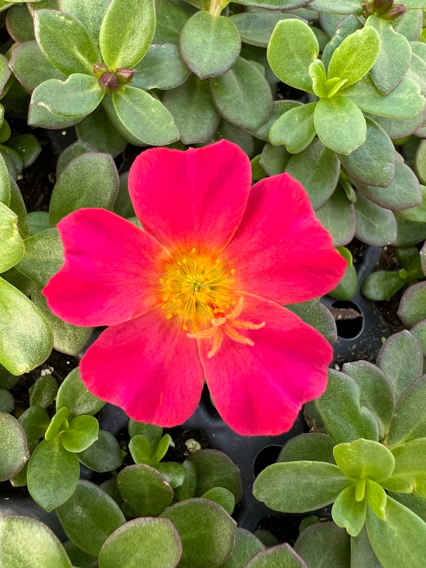 Red Flare Portulaca Live Plants | Pack of 2 (Two) | 5-9" Tall | Moss Rose Purslane | Drought Tolerant Trailing Succulent for Hanging Baskets & Rock Gardens | Intense Scarlet Blooms