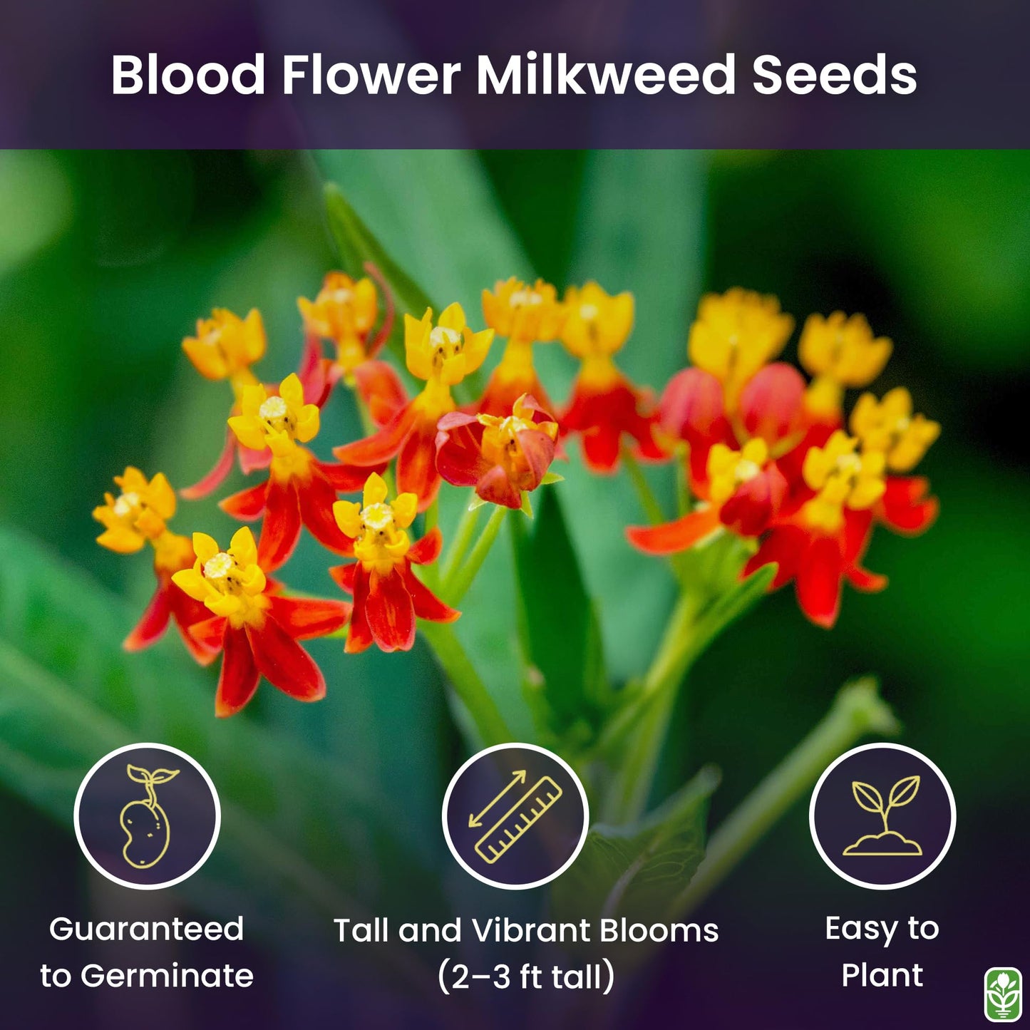 Blood Flower Milkweed Seeds for Planting - 50 Fresh Seeds - Butterfly Milkweed Seeds for Monarch Butterflies - Tropical Flower Seeds to Plant Outside - Grown in The USA