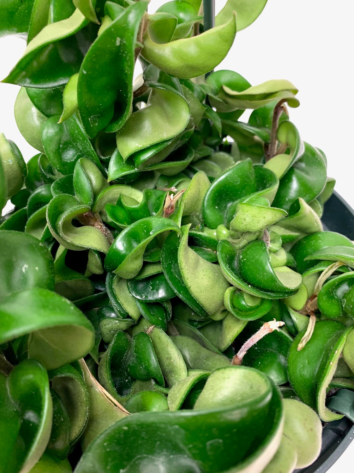 Hoya Compacta aka Hoya Hindu Rope Available in 2", 4", and 6" Pot Live Hoya Plant Air-Purifying Plant (Hoya Compacta, 4" Pot with 2 Plants, Very Short Right Now)