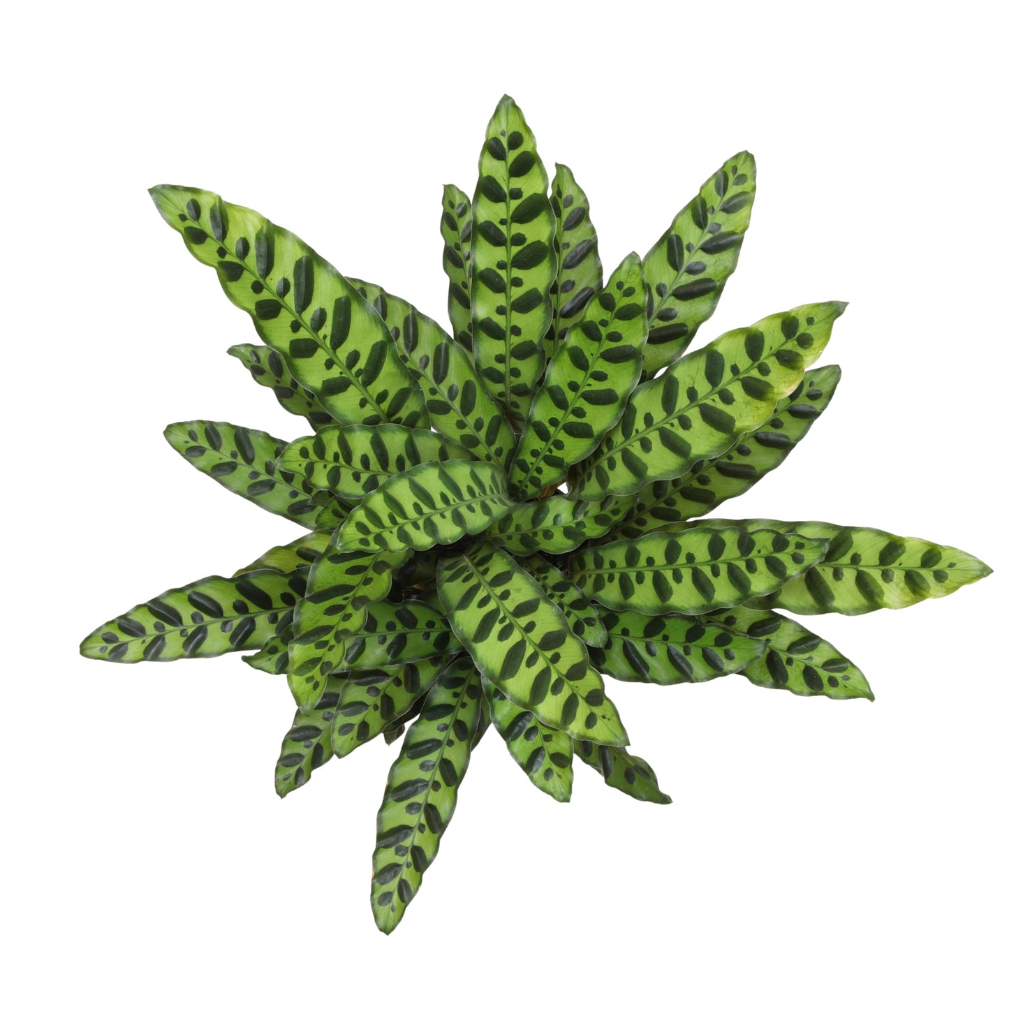 Plants for Pets Rattlesnake Plant Calathea (Lancifolia), Pet Friendly Prayer Decor in 6" White Pot, Live Houseplant Gift, Cat Safe, Decorative Desk House Plants by Plants for Pets