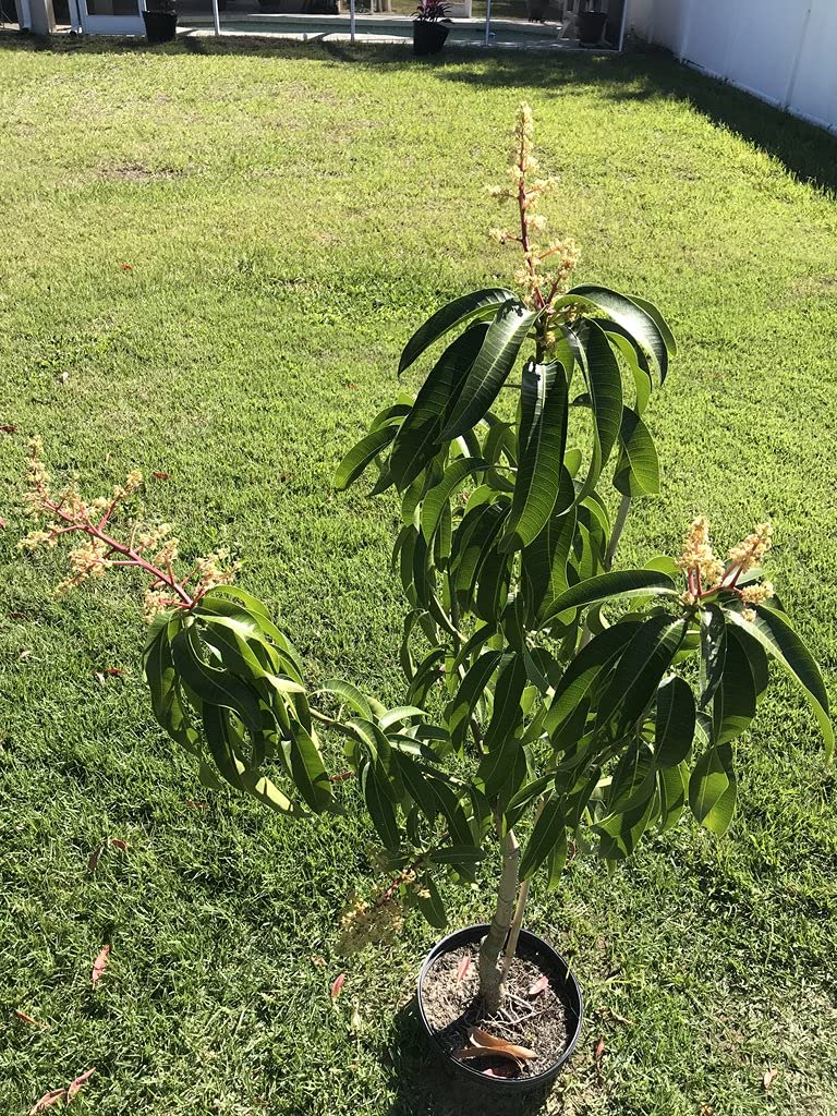 Mango Tree - Live Fruit Tree in a 3 Gallon Pot - Mangifera Indica 'Kent' - Tropical Edible Fruit Bearing Tree