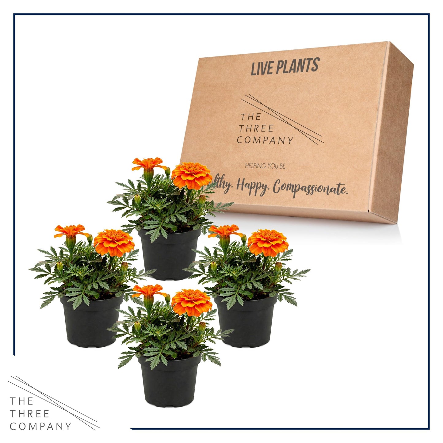 Live Flowering Marigold - Durango Orange (4 Per Pack), Beautiful Spring Color, 8" Tall by 4" Wide in 1 Pt Pot