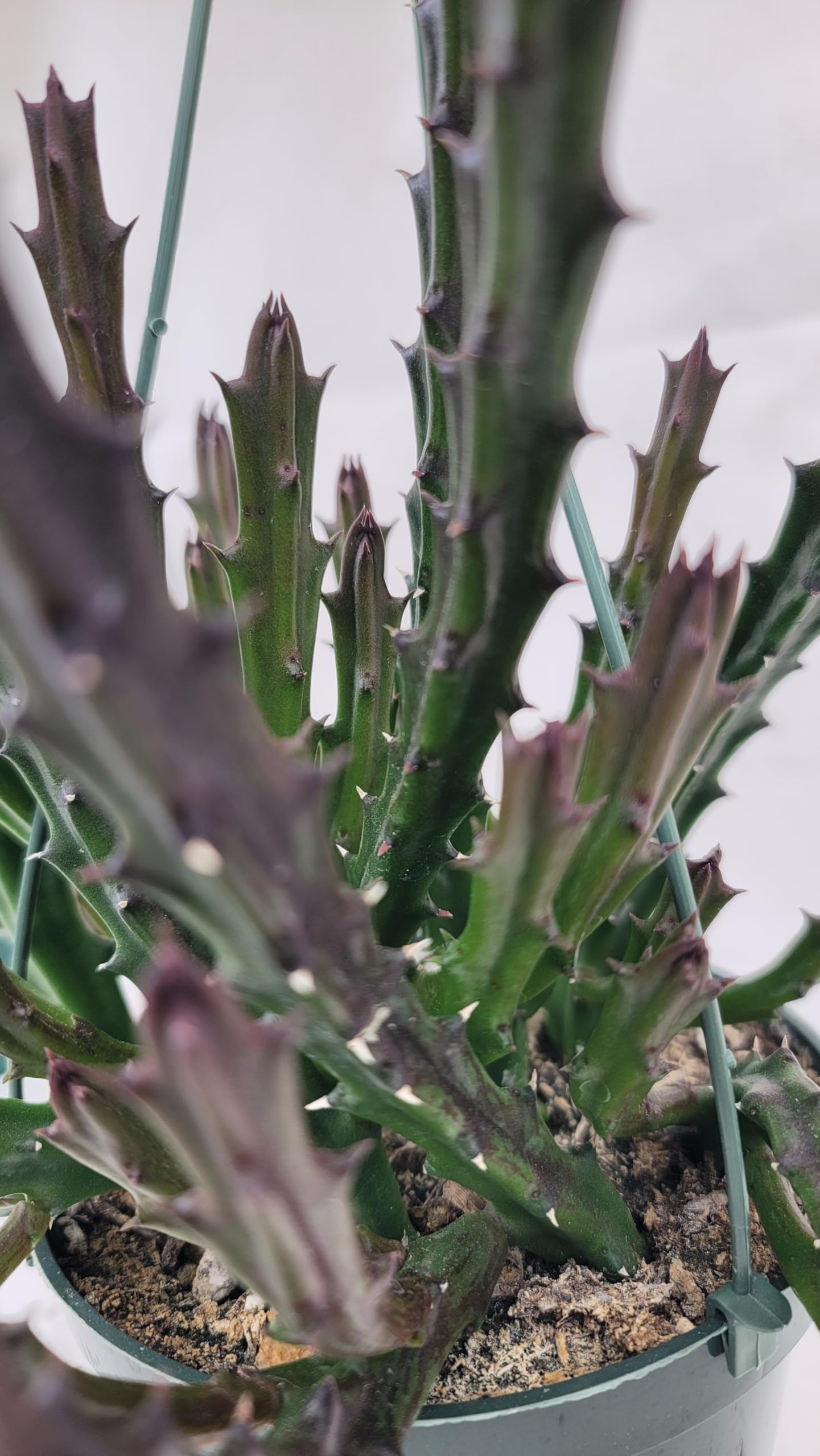 Lifesaver Plant with Purple Flowers - Live Plant in Pot - Stapelia Mutabilis - Beautiful Indoor Outdoor Cacti Succulent Houseplant with Exotic Blooms (1 Plant, in a 3.5" Pot)