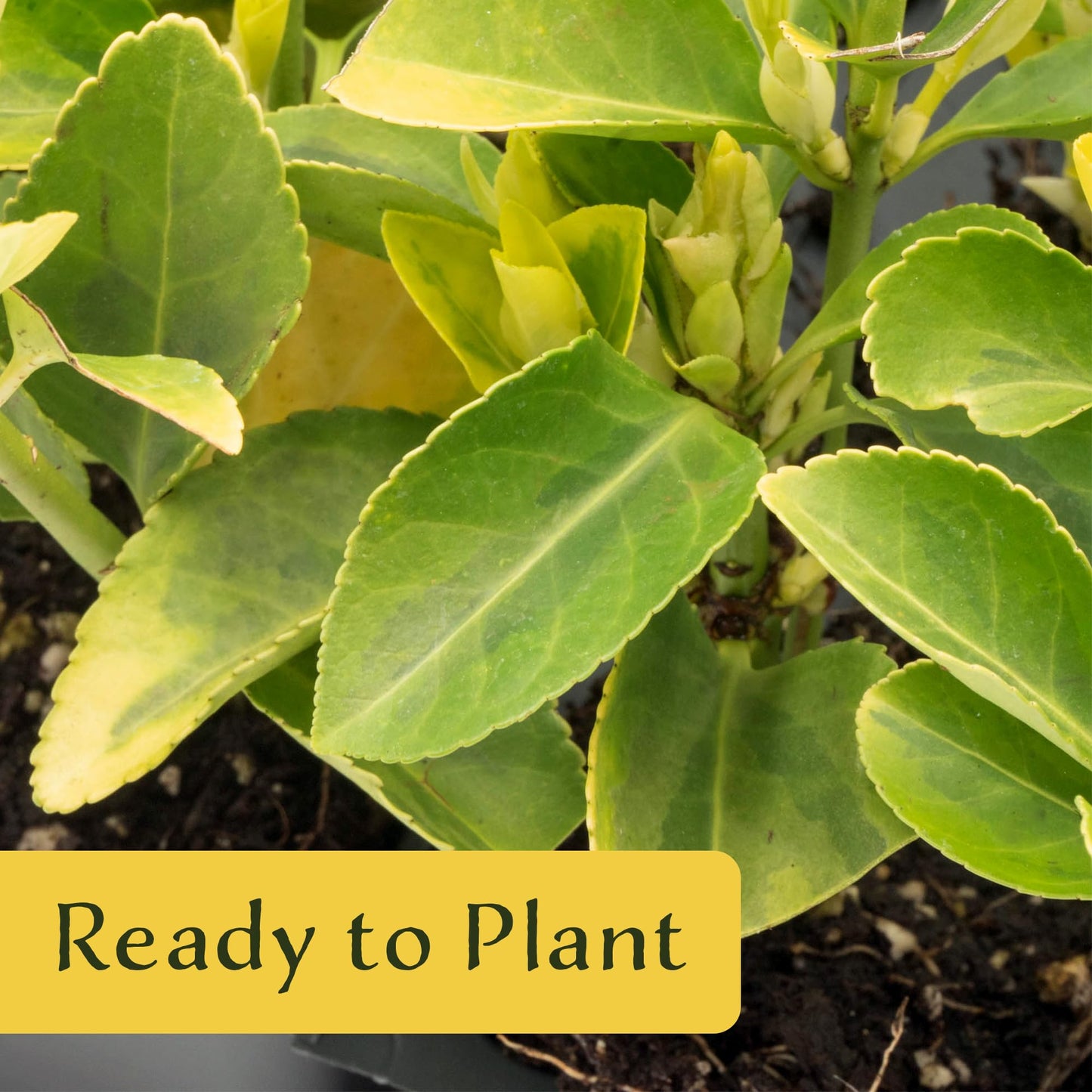 12 Golden Euonymus Shrubs | Live Plants in 2.5-inch Nursery Cubes | Japonica ‘Aureo-Marginatus’ Variety | Easy-Care Evergreen | Variegated Yellow-Green Foliage | Hedges & Shrubs for Home & Garden