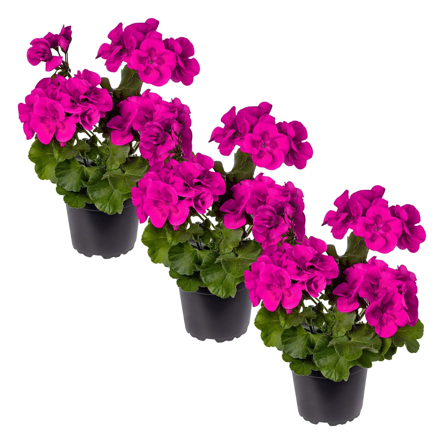 Live Flowering Zonal Geraniums - Purple (3 Plants Per Pack) - Beautiful Spring Flowers - 12" Tall by 5" Wide in 1 Qt Pot