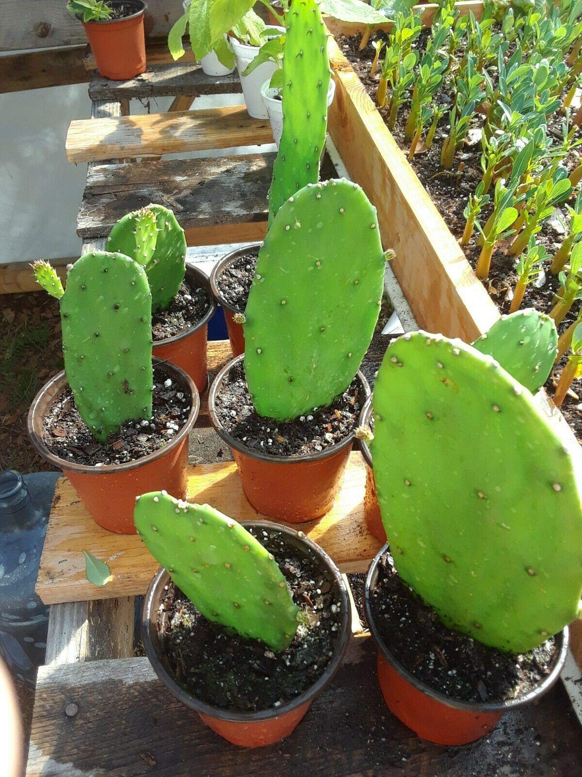 1 Spineless Prickly Pear Opuntia Cactus Edible Live Rooted Succulent Plant WCRF19