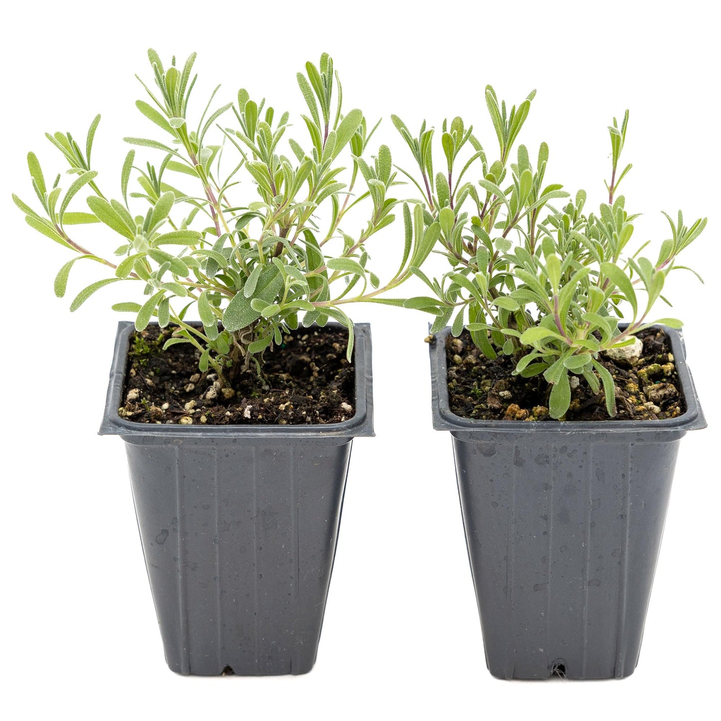 2 Super Blue Lavender Plants (Lavandula angustifolia 'SuperBlue') | Live Evergreen Herb with Fragrant Purple-Blue Blooms | Fast-Growing Perennial for Pollinators & Landscaping in 3.5" Cubes