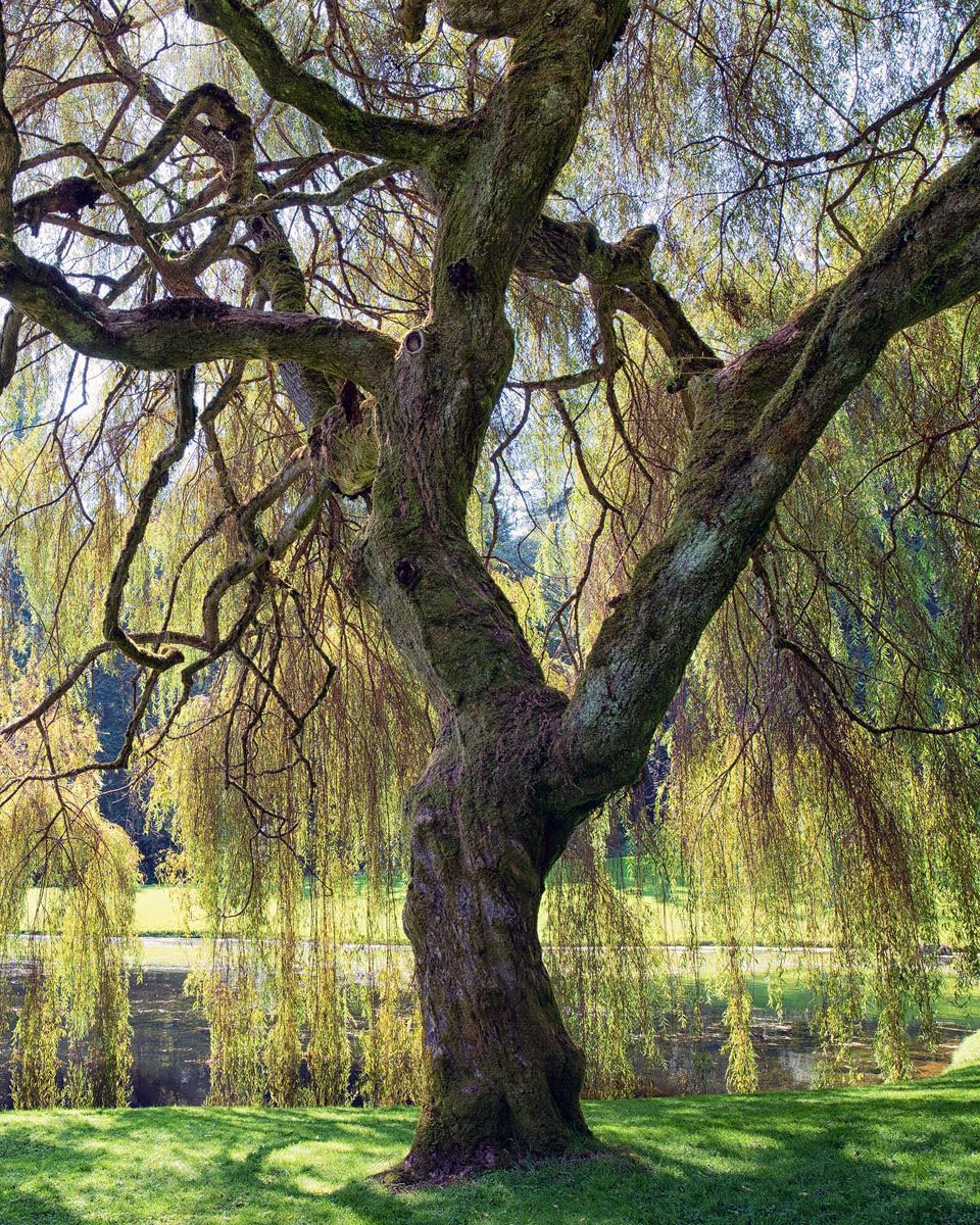 Weeping Willow Tree, 1 Gallon Potted, Fast-Growing Shade Tree | Arbor Day Foundation (Due to Agricultural Laws, Unavailable to CA, CT or AZ)