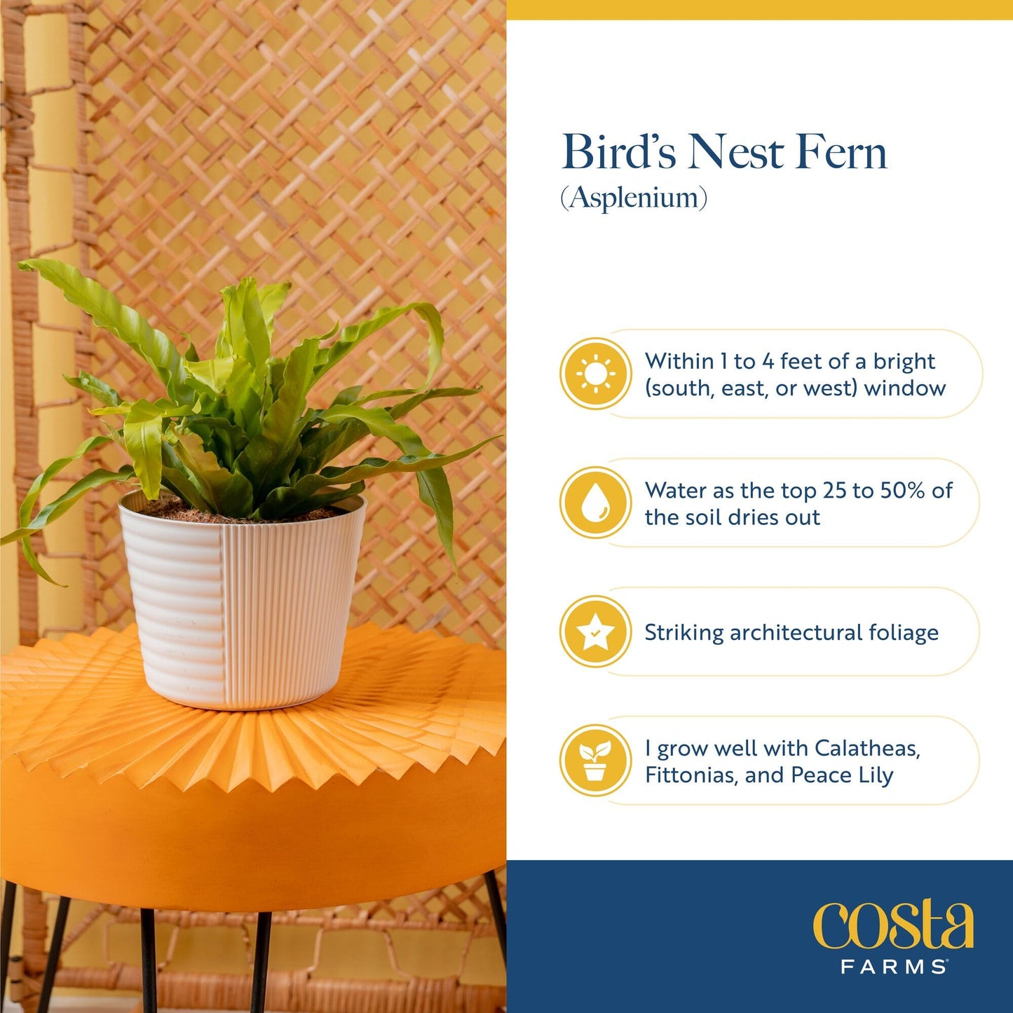 Costa Farms Bird's Nest Fern Live Plant in Decorative Pot, Air Purifying Indoor Houseplant, Perfect for Home, Room, or Office Decor, Great House Warming or Birthday Gift, 12-18 Inches Tall