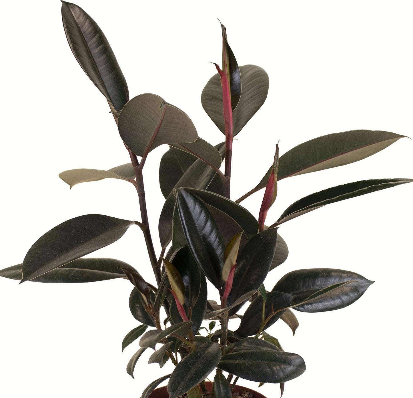 Shop Succulents | Standing Collection | Hand Selected, Air Purifying Live Burgundy Rubber Ficus Elastica Tree Indoor House Plant