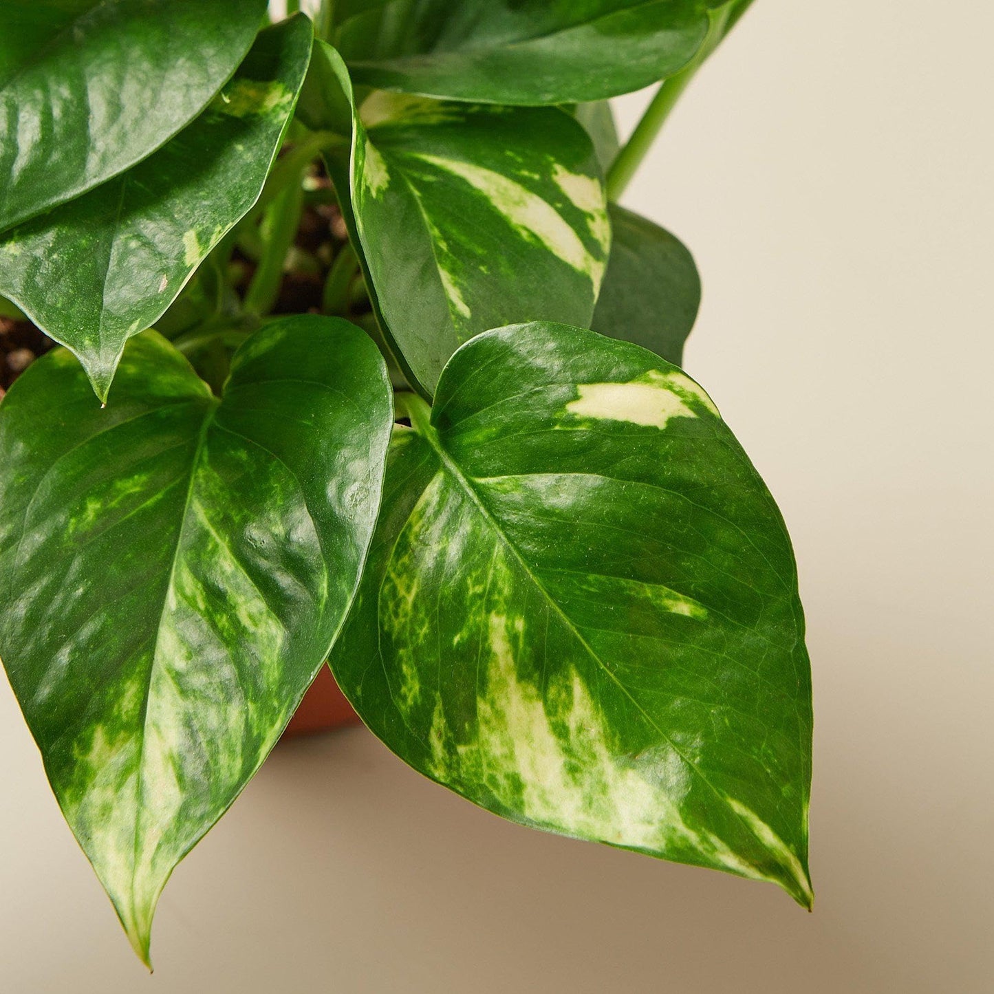 Pothos 'Golden' | Live Plant for Indoor & Outdoor | for Living Room, Office, Bathroom | (3" Pot)