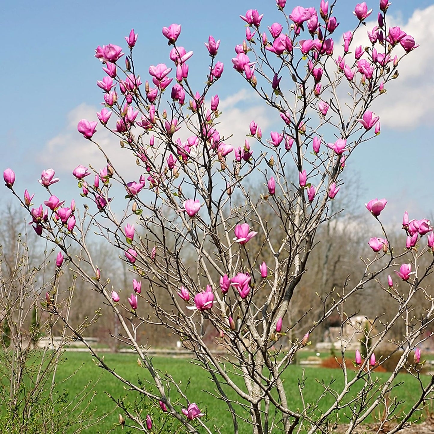 Alexandrina Japanese Magnolia, Pink Flowering Ornamental Tree, 12-18 inch, 1 gal. Nursery Pot, (Due to Agricultural Laws, we Cannot Ship to California, Arizona, Alaska, or Hawaii)