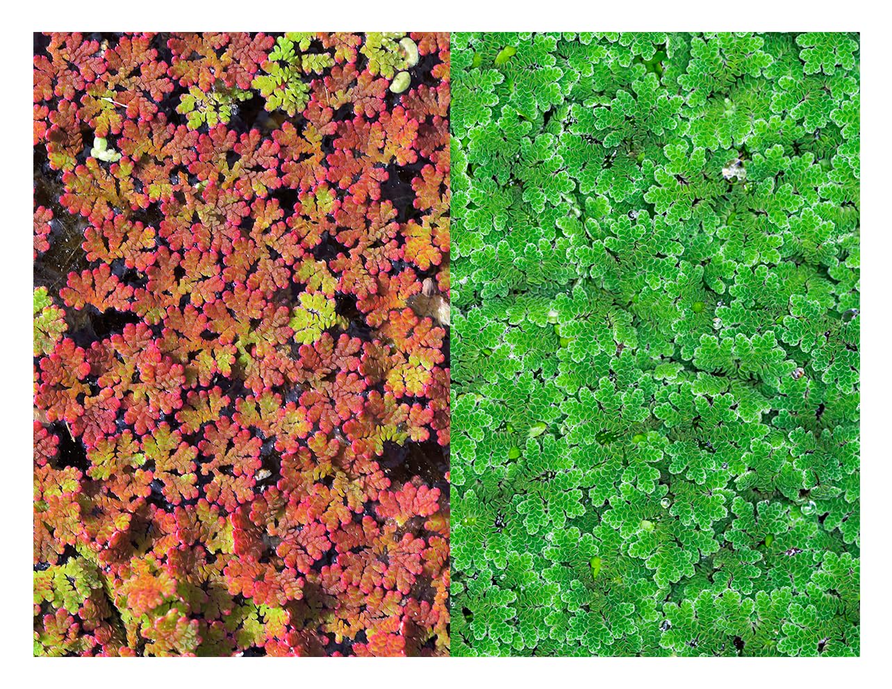 Azolla caroliniana 25 + Plants Live Floating Pond Plant Mosquito Fern Water Velvet Fairy Moss Aquarium Outdoor Ponds Fast Growth Outcompetes Algae Fish Food filiculoides
