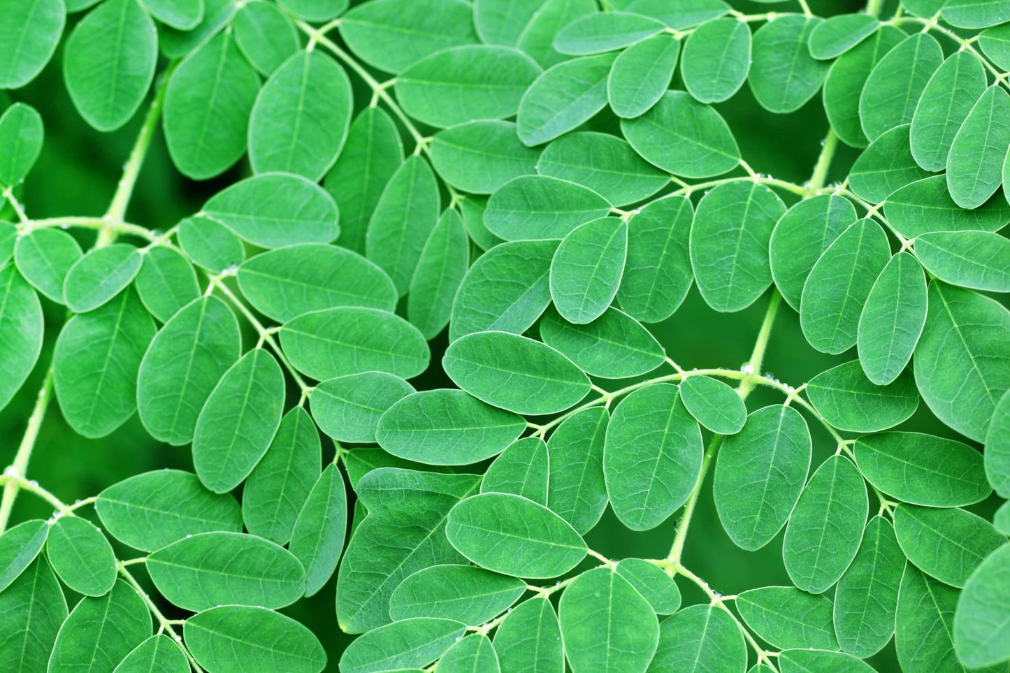 30 Seeds of The Tree of Life - The Moringa Tree - Easy to Grow, Fast Growing Tree