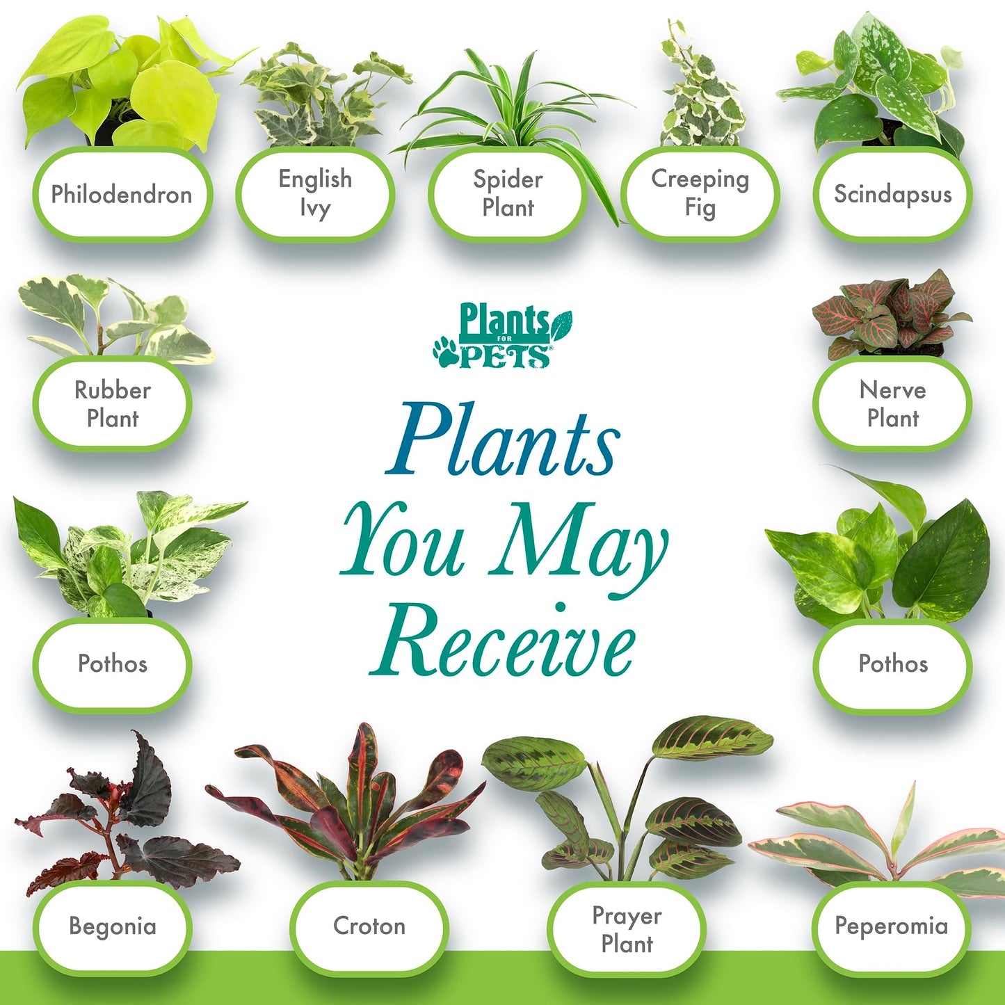 Easy to Grow Houseplants (48 Pack) Live House Plants in Plant Containers, Growers Choice Plant Set in Planters with Potting Soil Mix, Home Décor Planting Kit or Outdoor Garden Gifts by Plants for Pets