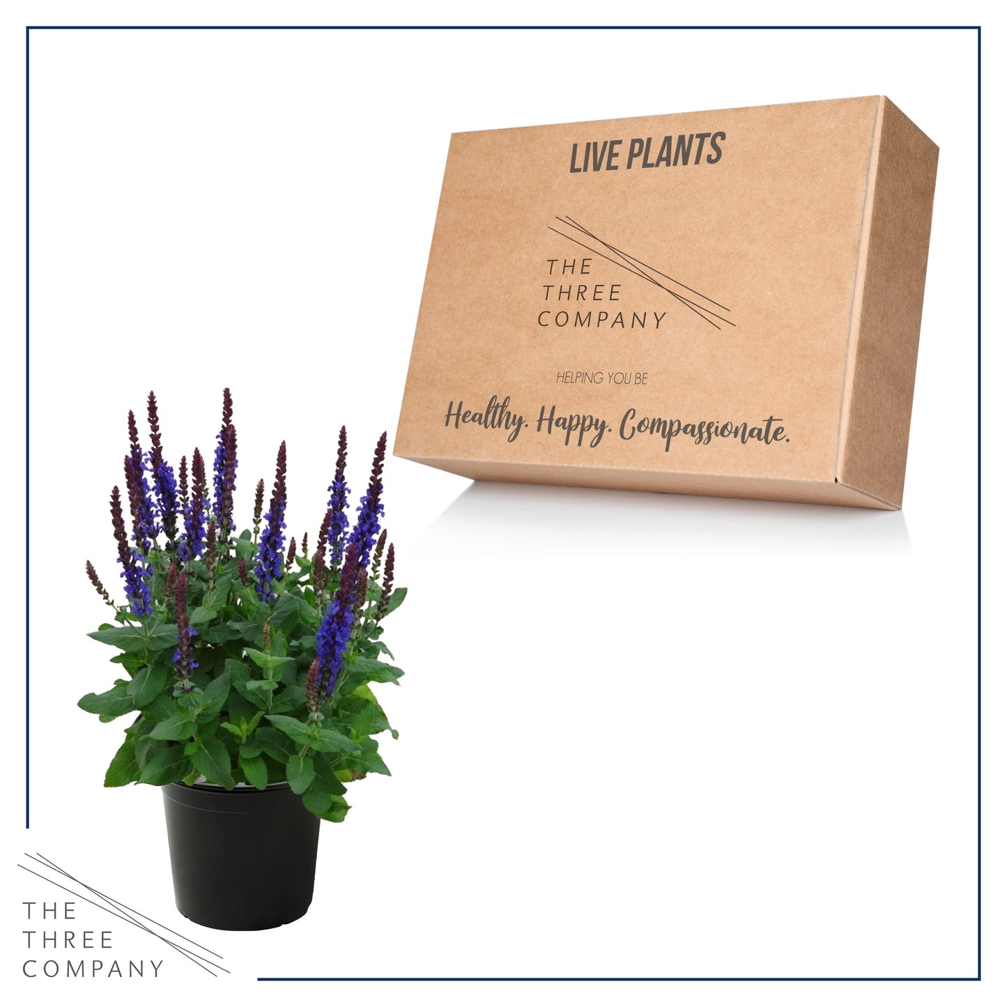 Live Salvia - Blue - Beautiful Upright Perennial - Healthy Spring Plant - 12" Tall by 6" Wide in 2.5 Qt Pot