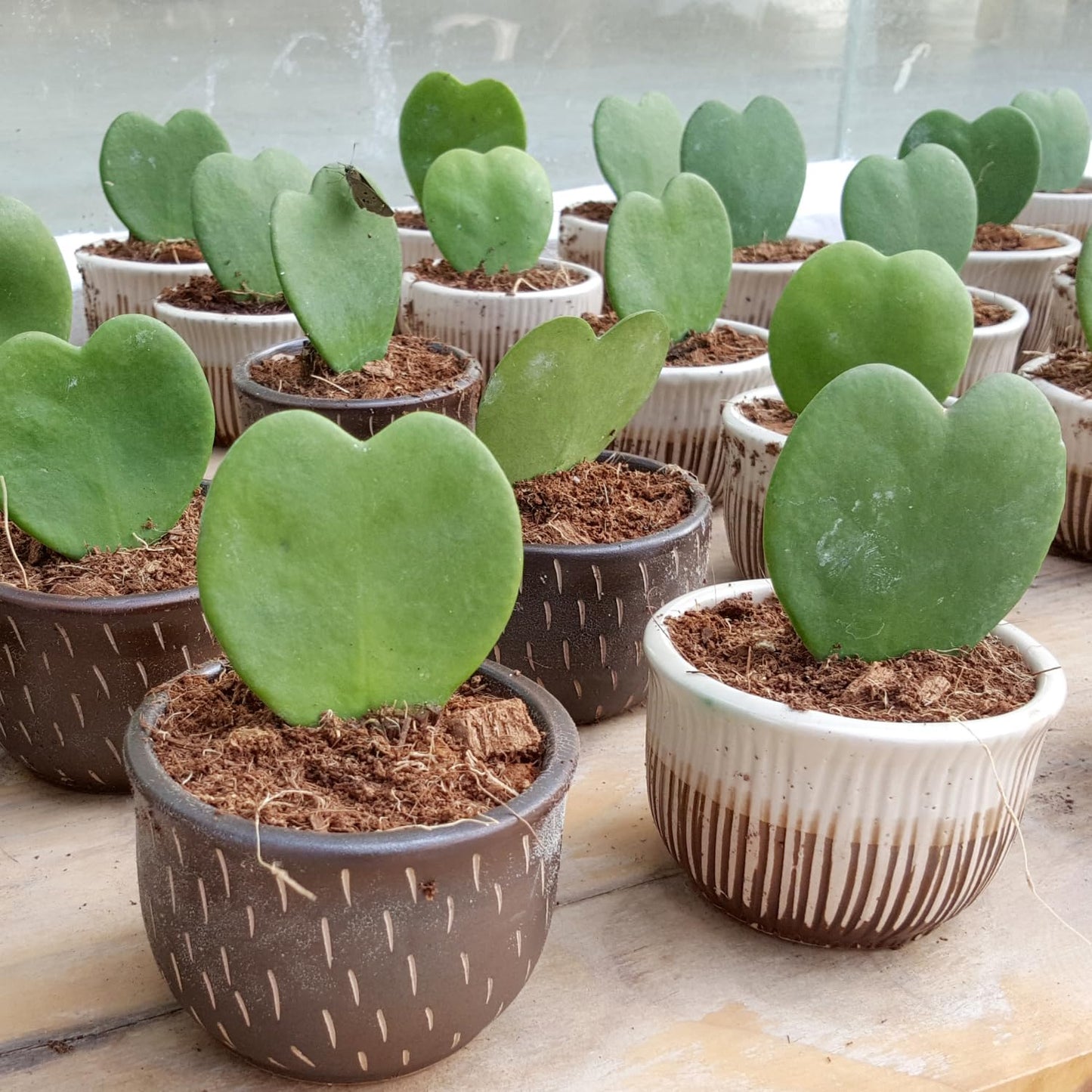 2 Hoya Kerrii, Hoya Kerrii Heart Plants Live, Hoya Plants, Hoya Kerrii Heart 4 Inches for Ornament Indoor Outdoor