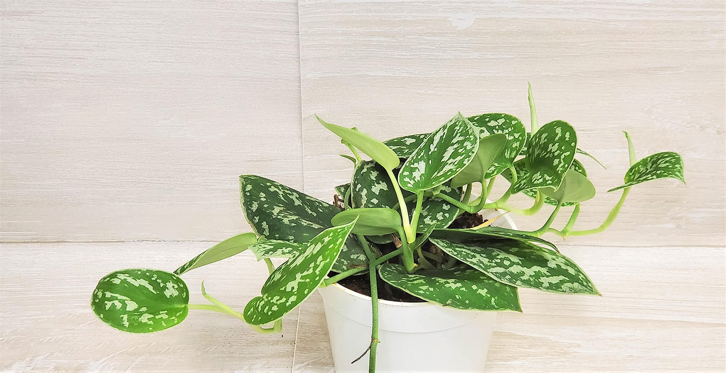 Scindapsus Pictus Argyraeus ‘Silver Satin Pothos’ - Live Indoor Plants in 4" Pot, Elegant Houseplants for Home Decor | Plants Live Houseplants by 3exoticgreen