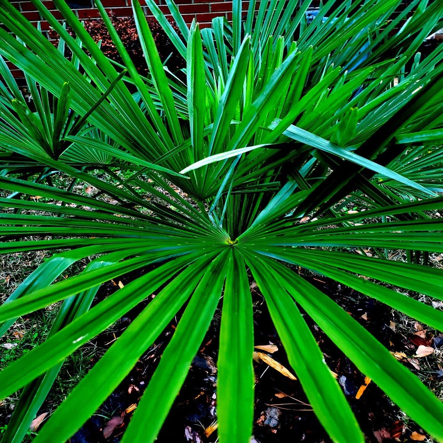 10 Seeds - Windmill Fan Palm Tree Seeds | Trachycarpus Fortunei Most Cold Hardy Palm Plant