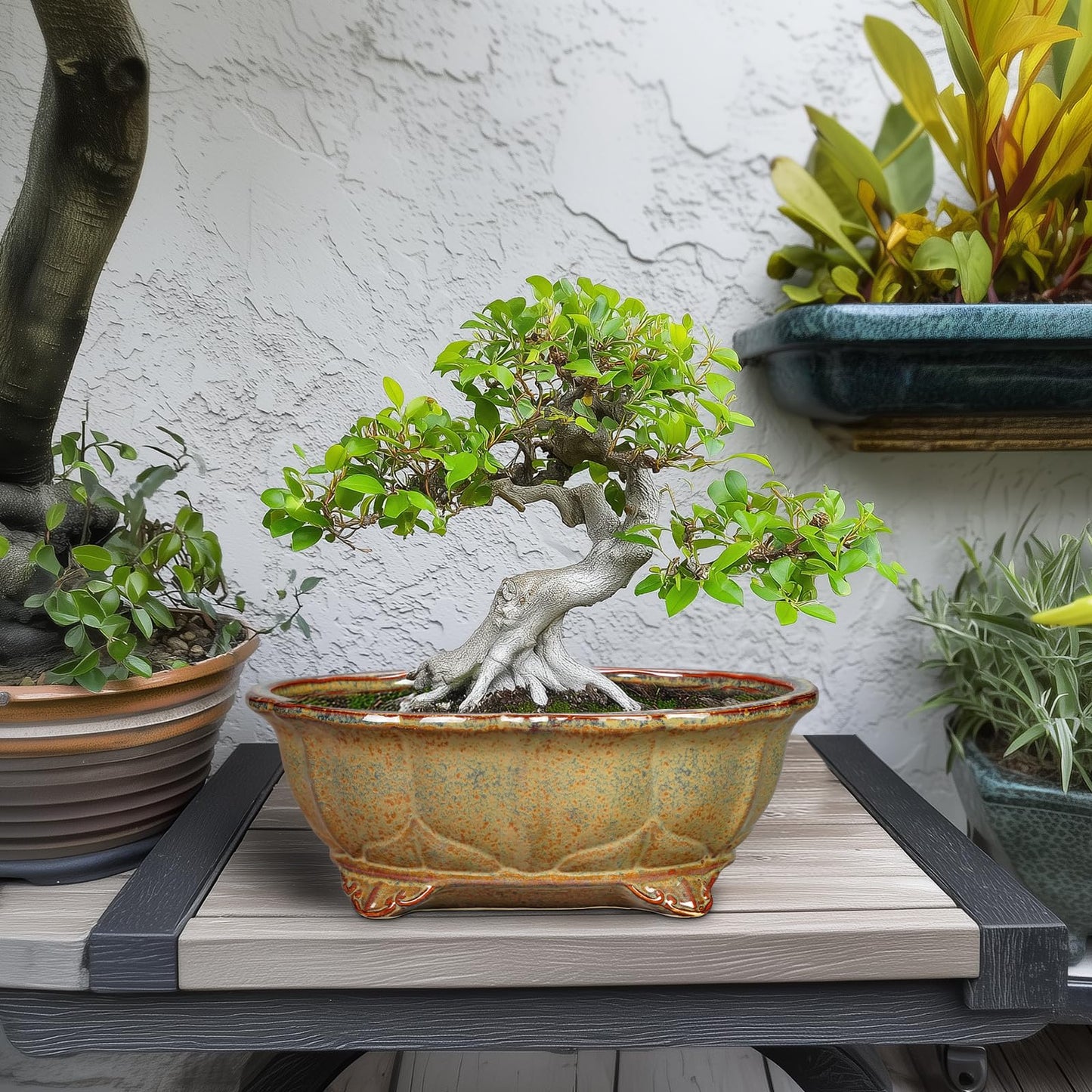Teagas Ceramic Bonsai Pots - 11 Inch Succulent Planters for Indoor Outdoor Plants, Bonsai Tree Pots with Drainage Hole, Shallow Succulent Plant Pot, Room Decor, Plant Lover Gift, Oval Yellowish Brown