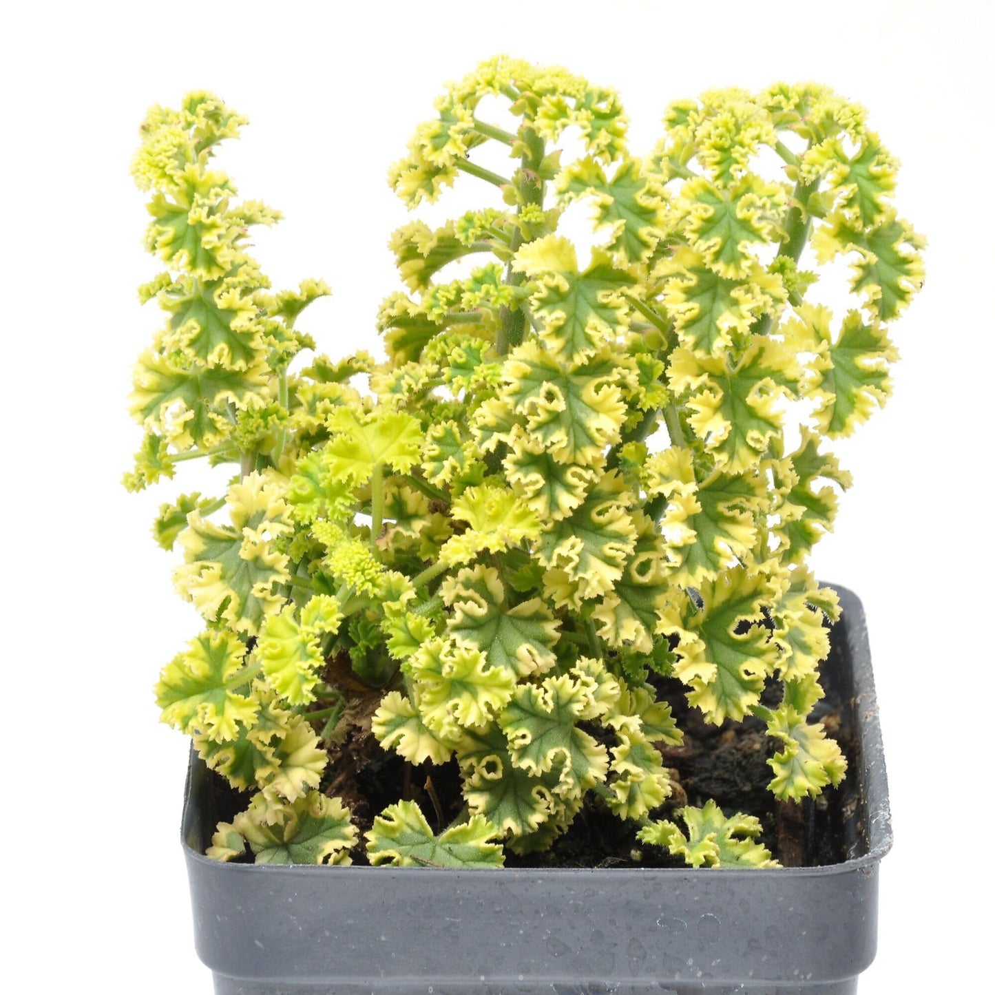 Pelargonium crispum ‘Cy’s Sunburst’, Scented Geranium Variegated, Lemon Scented Geranium, Tender Perennial or houseplant, Lemon Scented Leaves, Container Size: 3" (2.6x3.5)