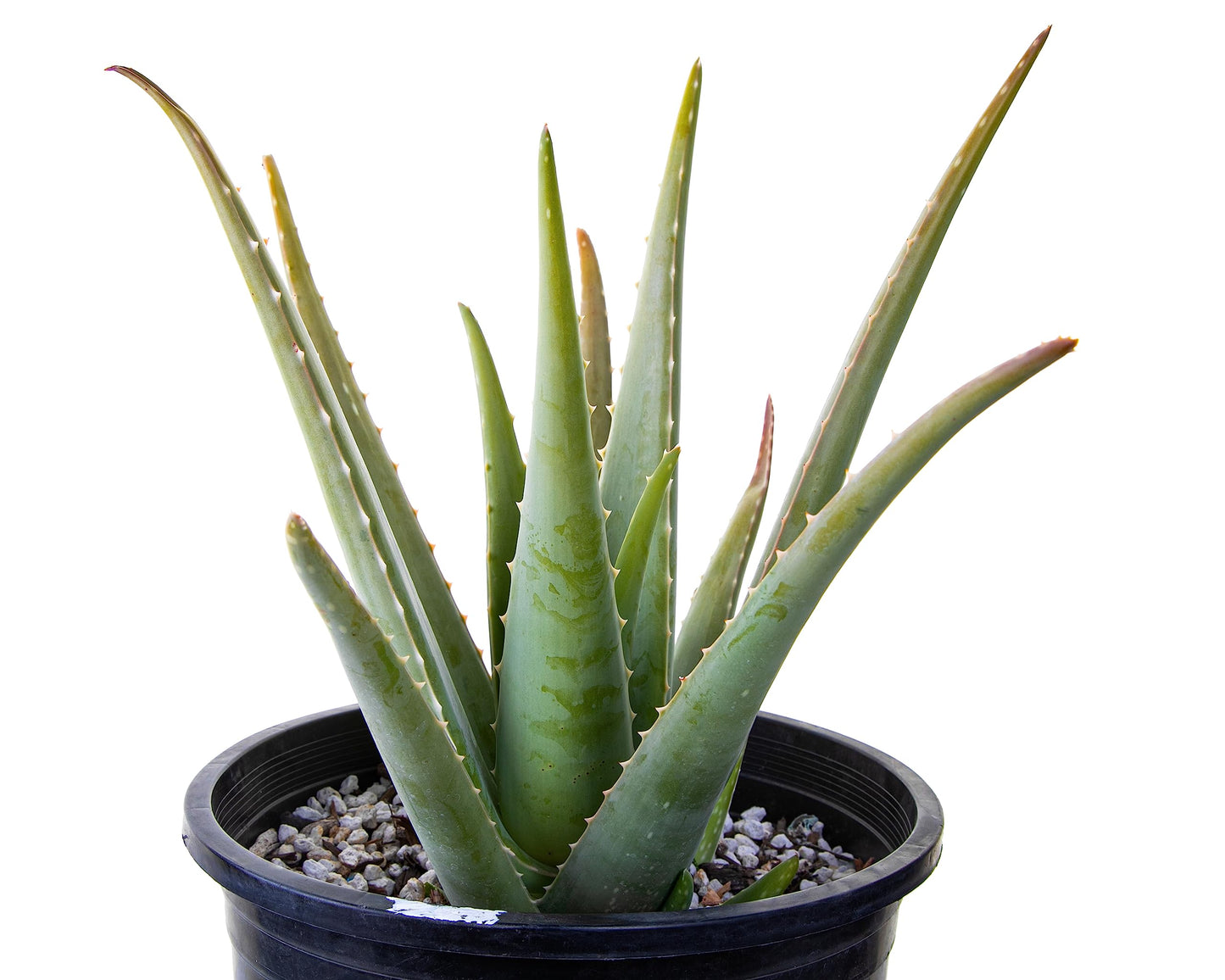 Cactus Outlet Aloe Vera Plant - Live Indoor & Outdoor Plant - Healthy Aloe House Plant - Barbadensis - Landscape Ready Live Plant Delivered Right to Your Door - Aloe Vera Plant Live Ready to Plant