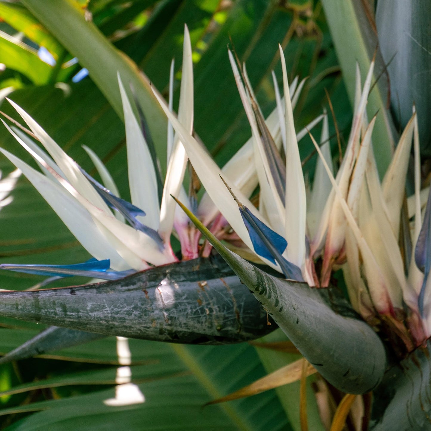 Live White Birds of Paradise Plant - 'White Birds of Paradise' Strelitzia nicolai - ragnaroc Tropical Plant 6-10” Tall - 1ct - Live Arrival Guaranteed - House Plants for Home Decor & Gift