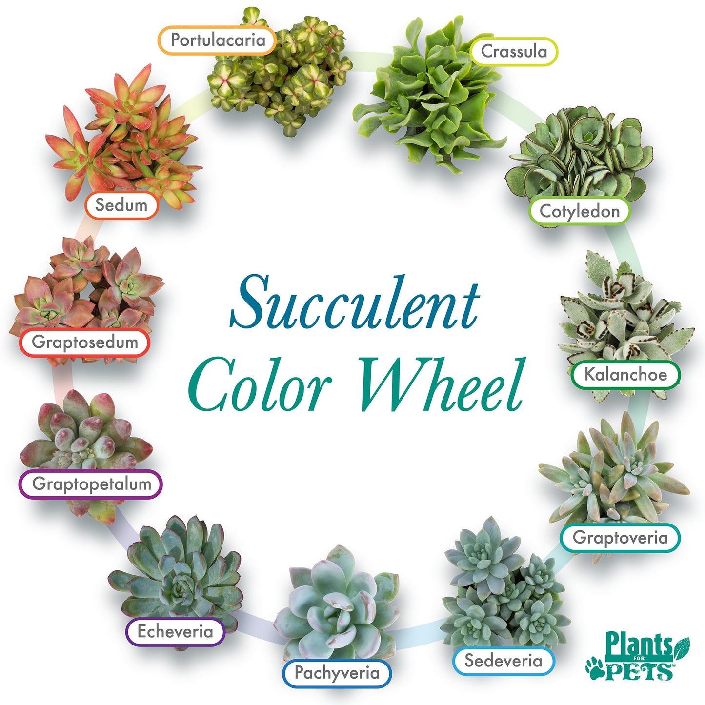 Succulents Plants Live (20PK) Potted Succulent Plants Live House Plants, Cactus Plants Live Plants Indoor Plants Live Houseplants, Indoor Plant Succulents Live Plant House Plant by Plants for Pets