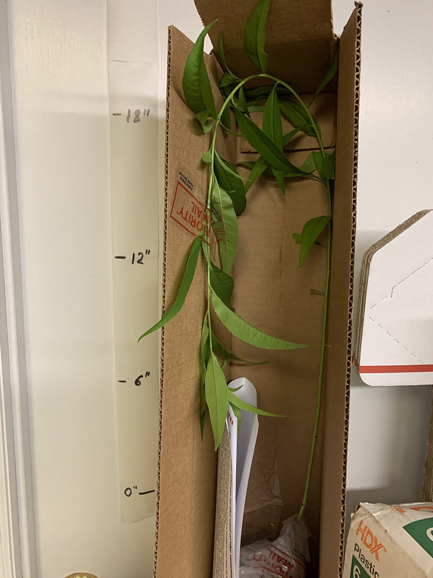 Prunus persica Nemaguard (Peach Seedling) Live 1-2 y.o. Plant