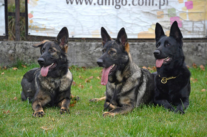 DINGO GEAR Choke Collar For Dog Training Handmade of Cord with A Limiter, Waterproof Black S04059, S