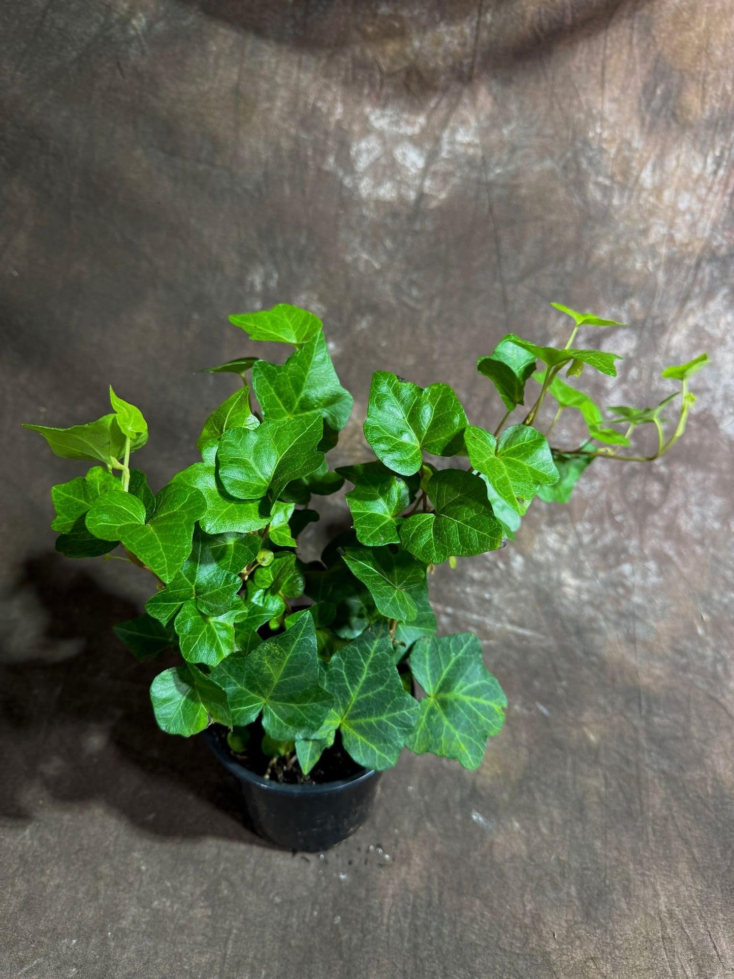 PLANTVERS Green Ivy in a 4" Nursery Pot - Hedera - Vining Plant - Low Maintenance Plant - Trailing Houseplant - Easy Care Live Plant